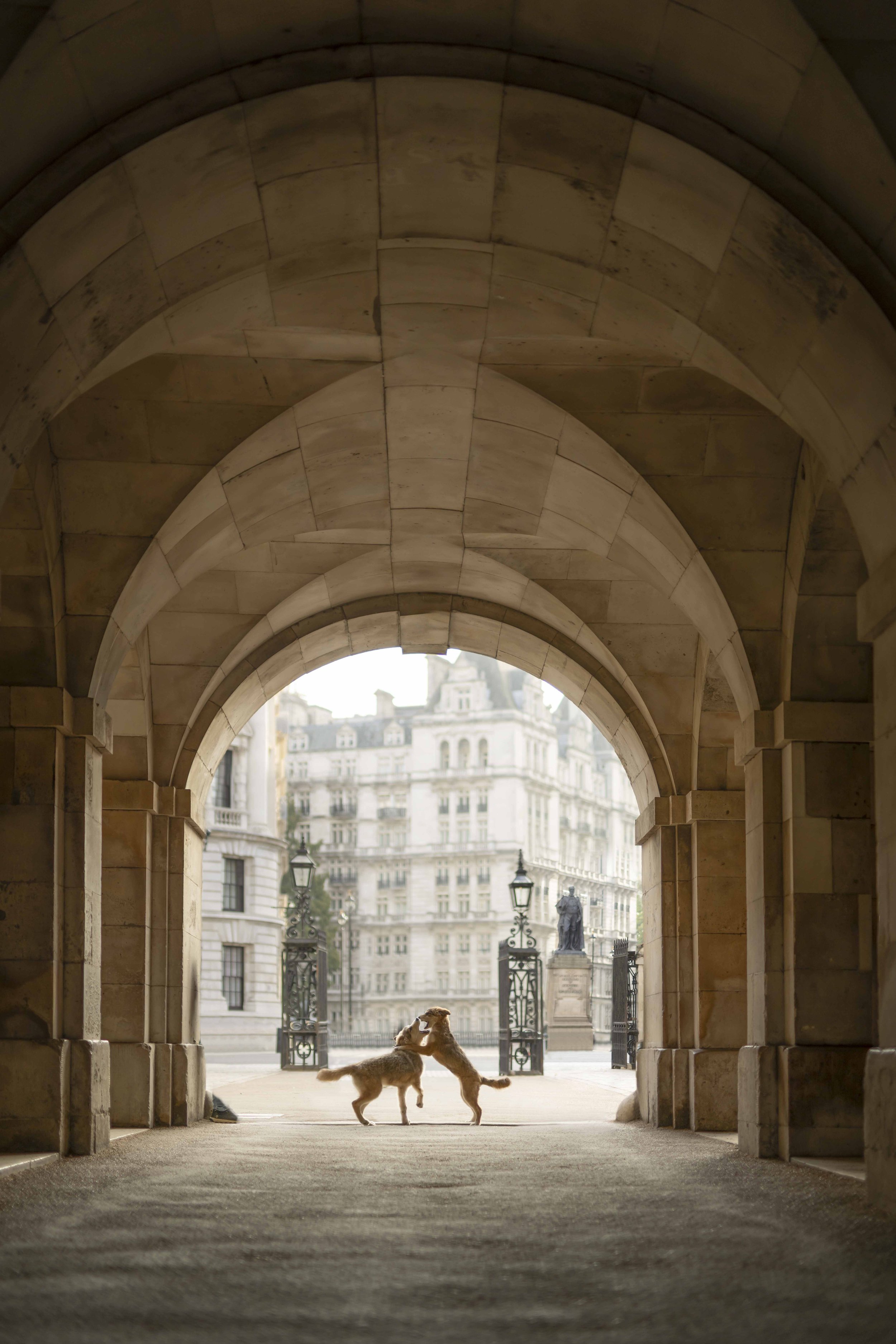 iconic-horse-guards-parade-dog-photoshoot-london.jpg