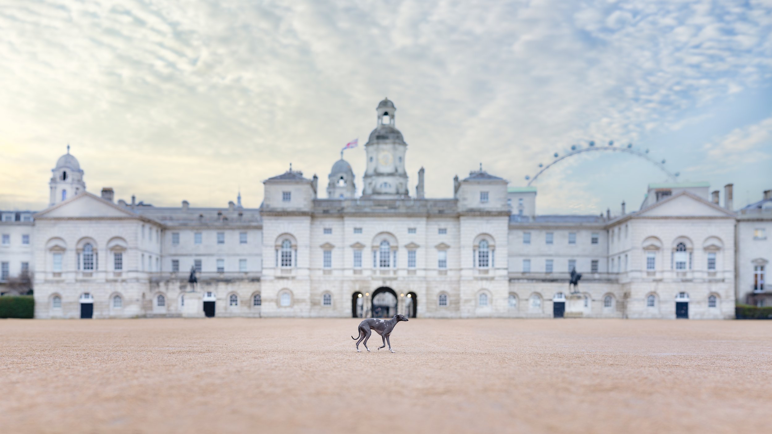 A Quiet Morning Dog Photoshoot at Horse Guards Parade &amp; Big Ben, London