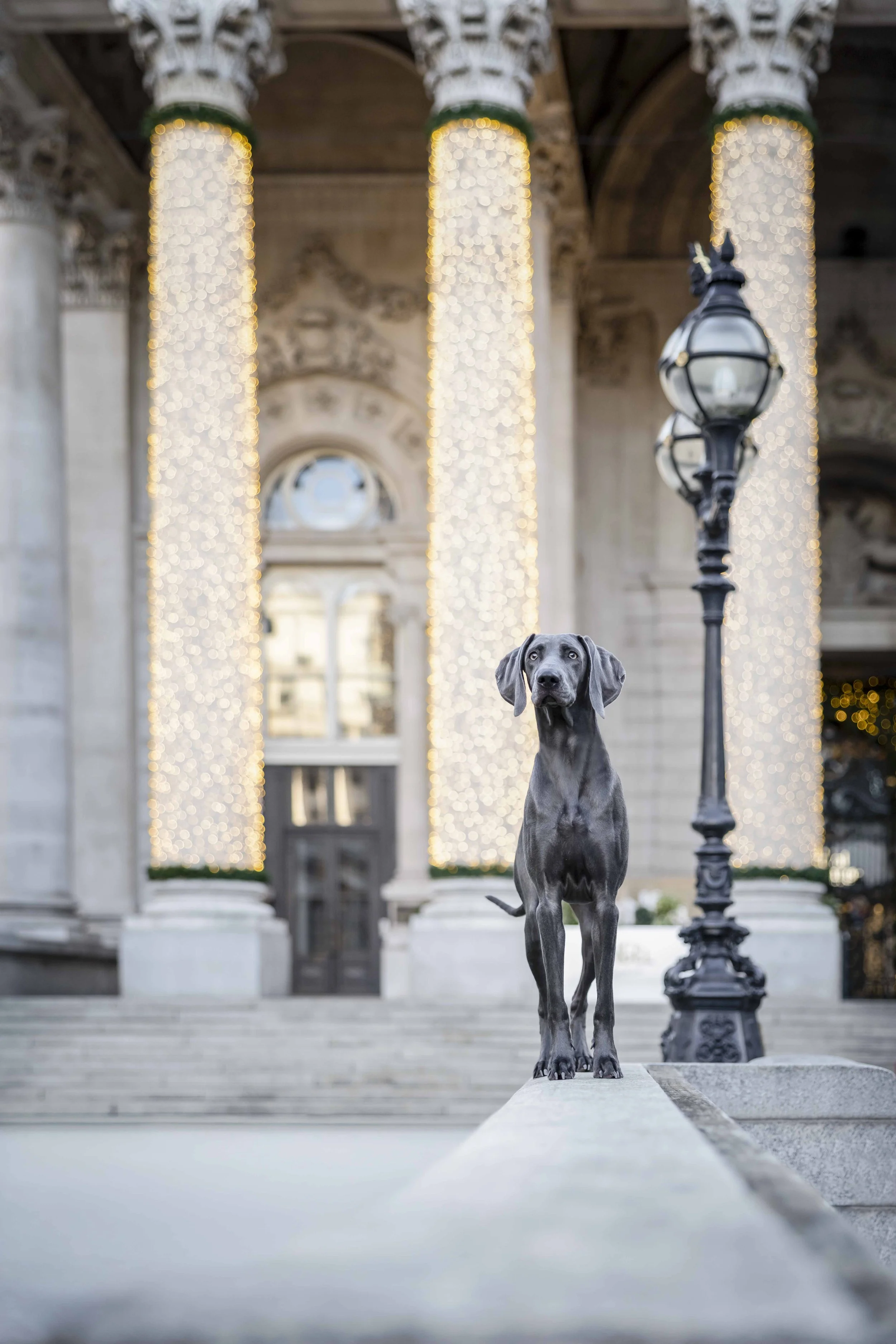 A Dog Photoshoot in the City of London