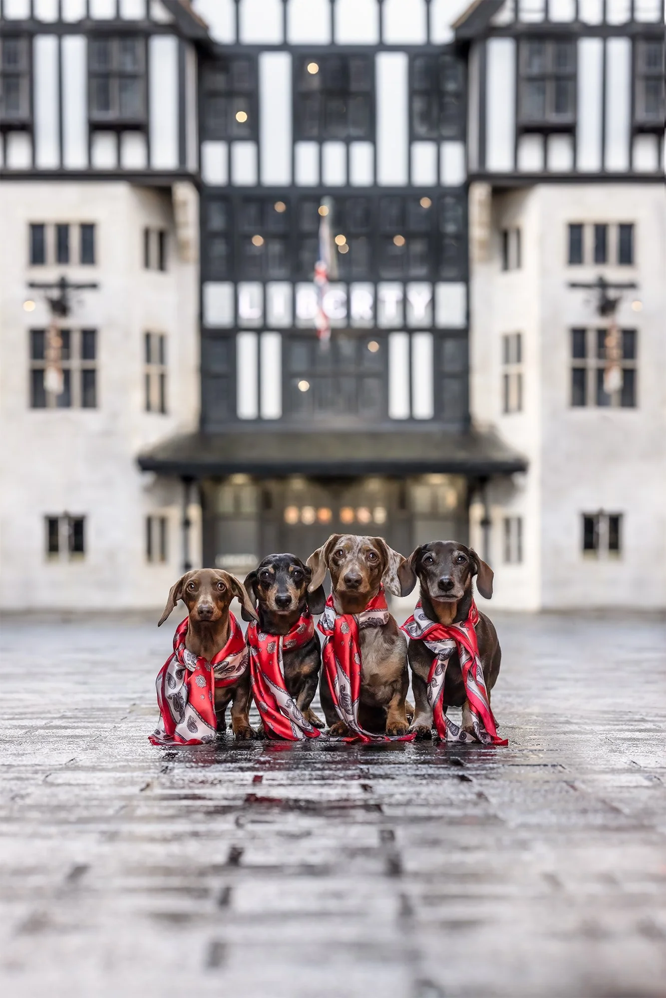Why I Love Photographing Dogs in London