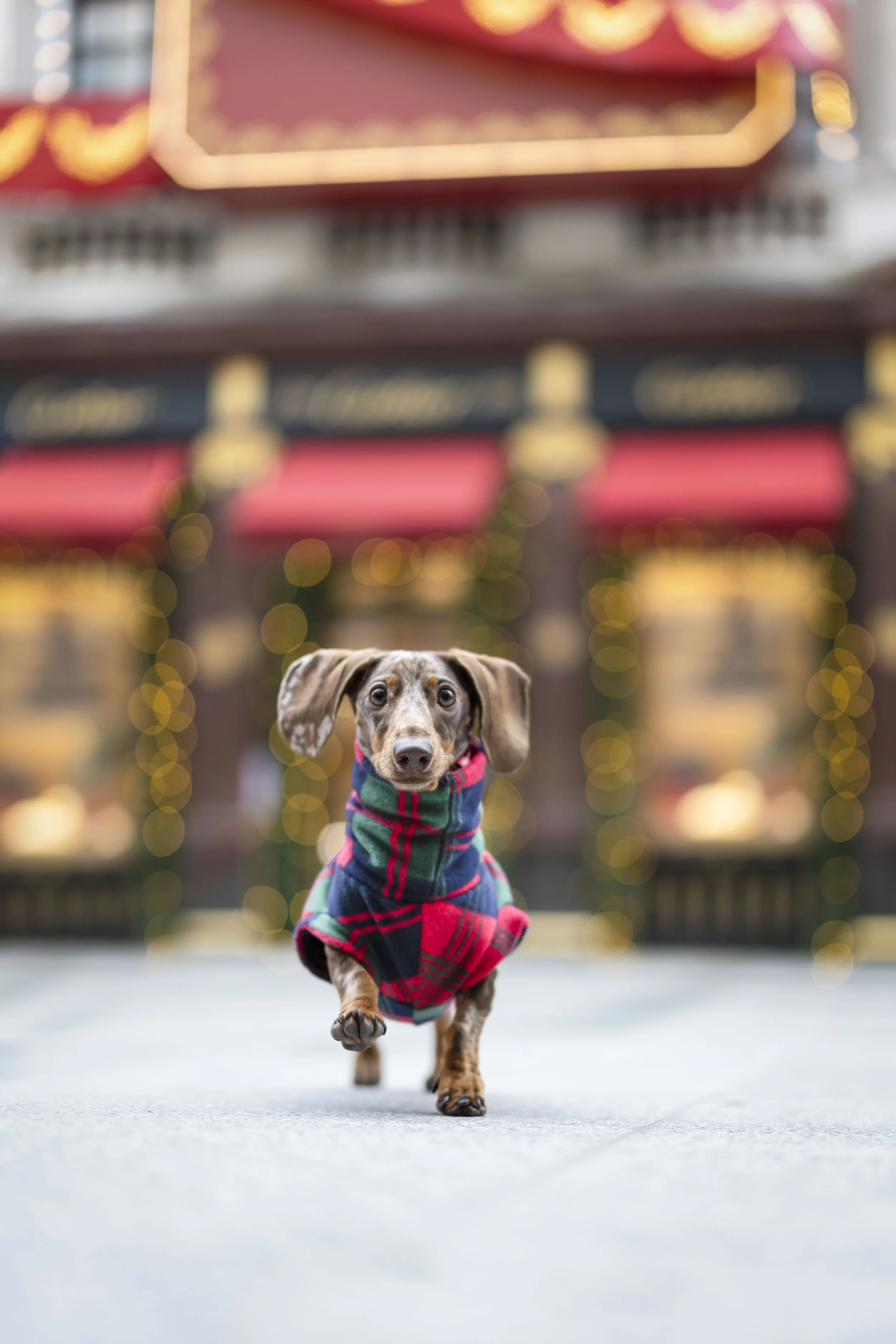 Christmas with Your Dog in London: The Most Magical Things to Do Together
