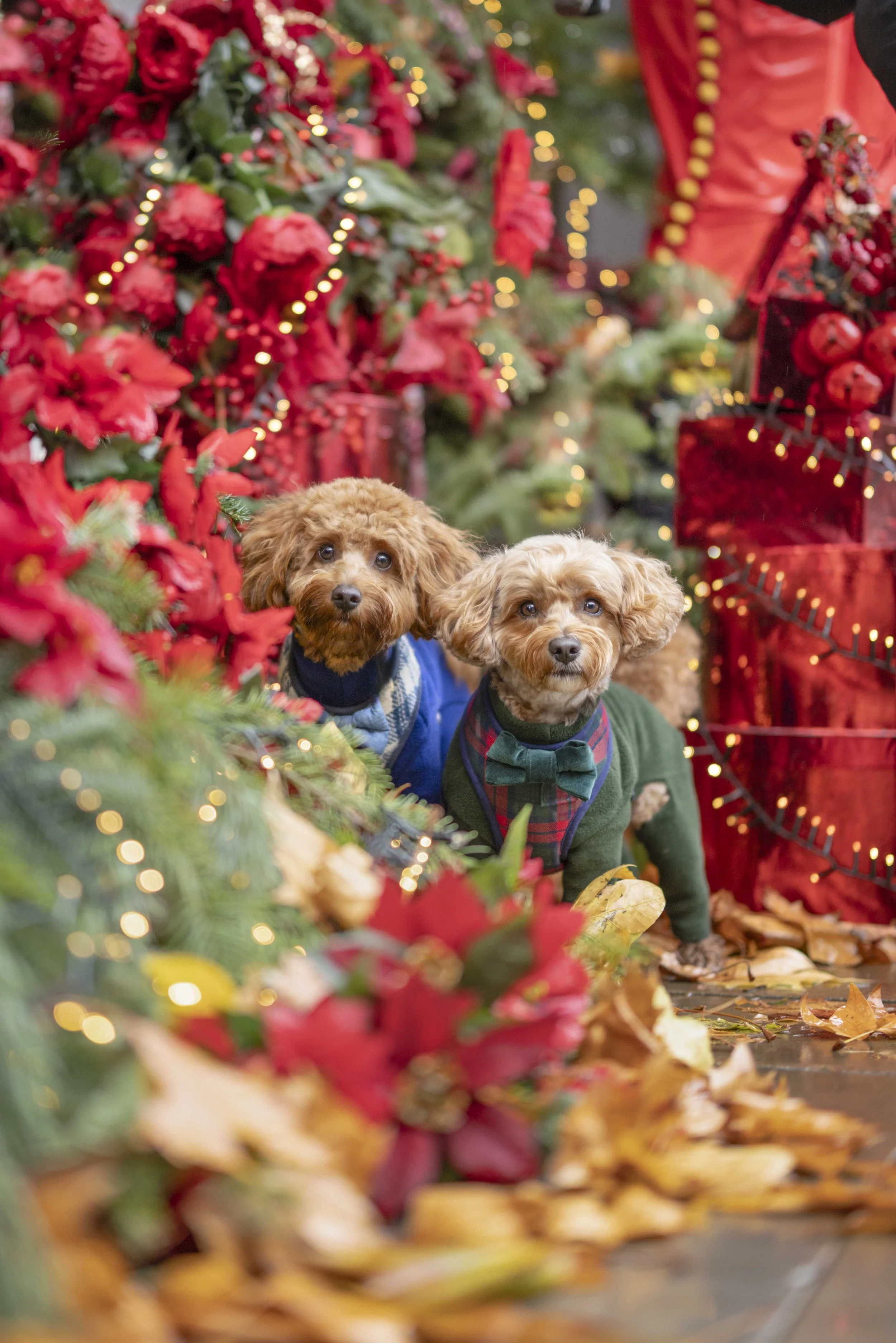 Otto and Enzo - Social-5.jpg