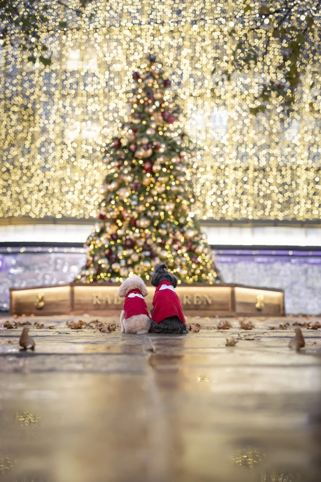 The Most Beautiful Places in London for Christmas Photos with Your Dog