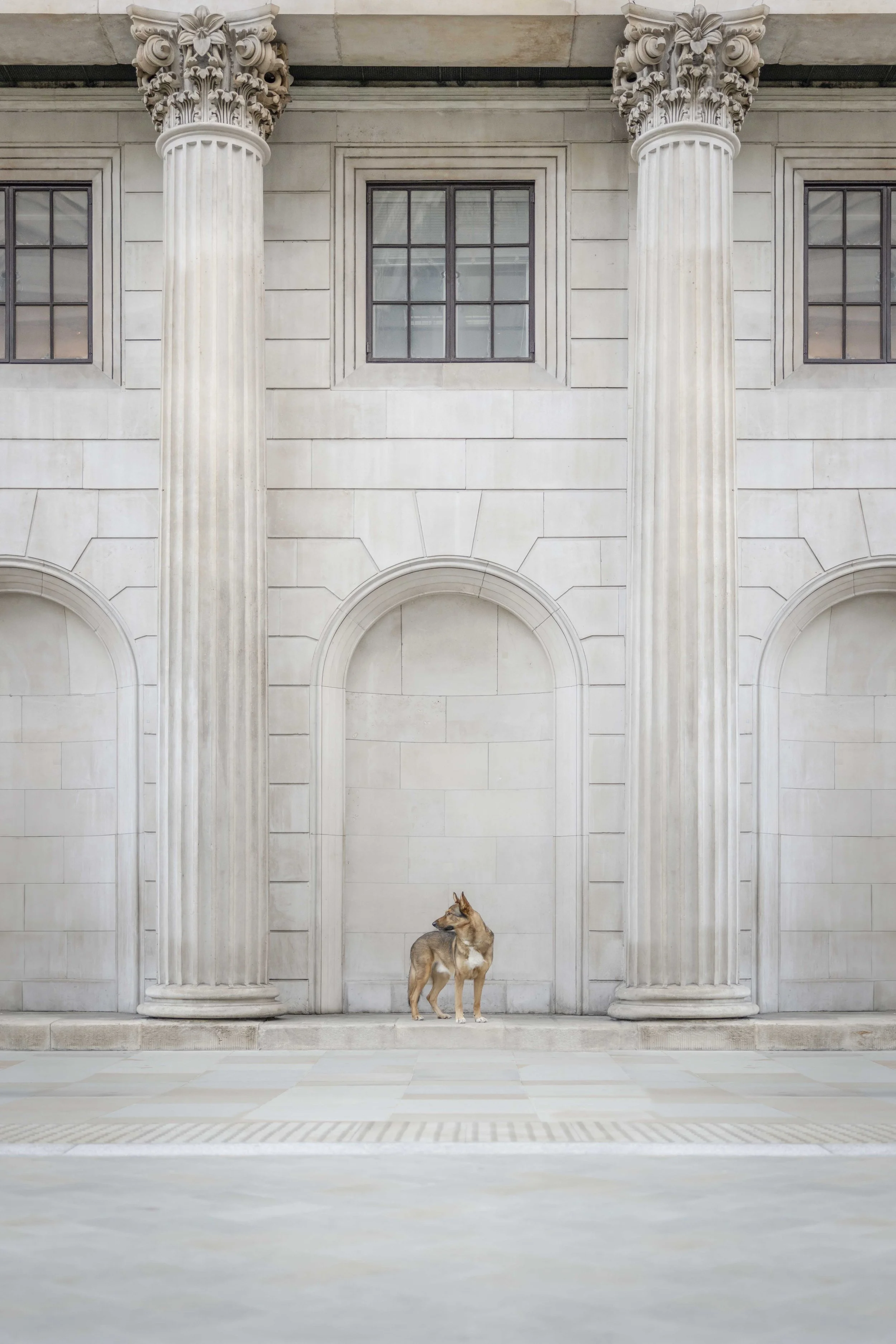 A Dog Photoshoot in the City of London