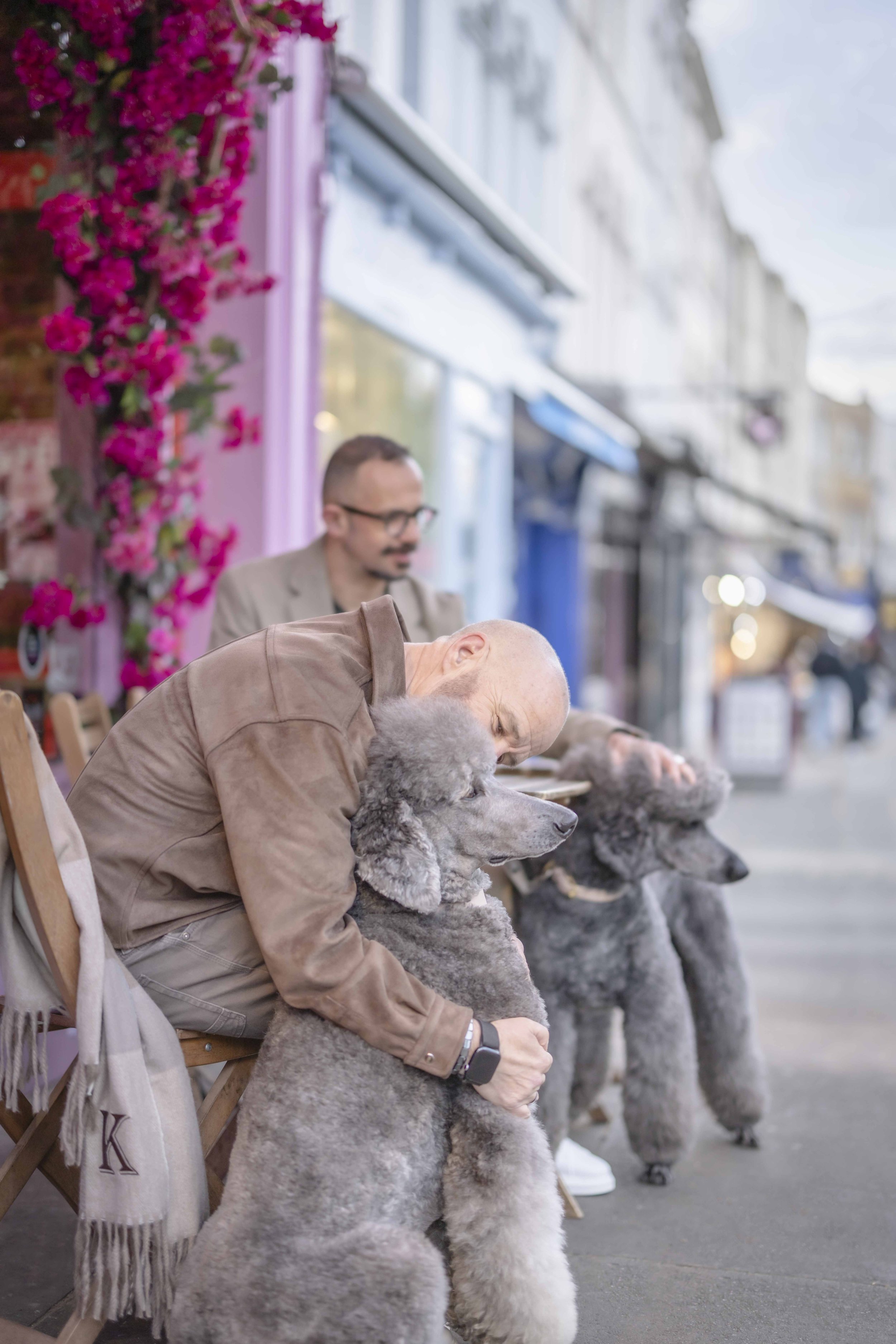A dog owner cuddling one of his two grey Standard Poodles outside a Notting Hill café in London during a dog friendly day out and private dog photoshoot.