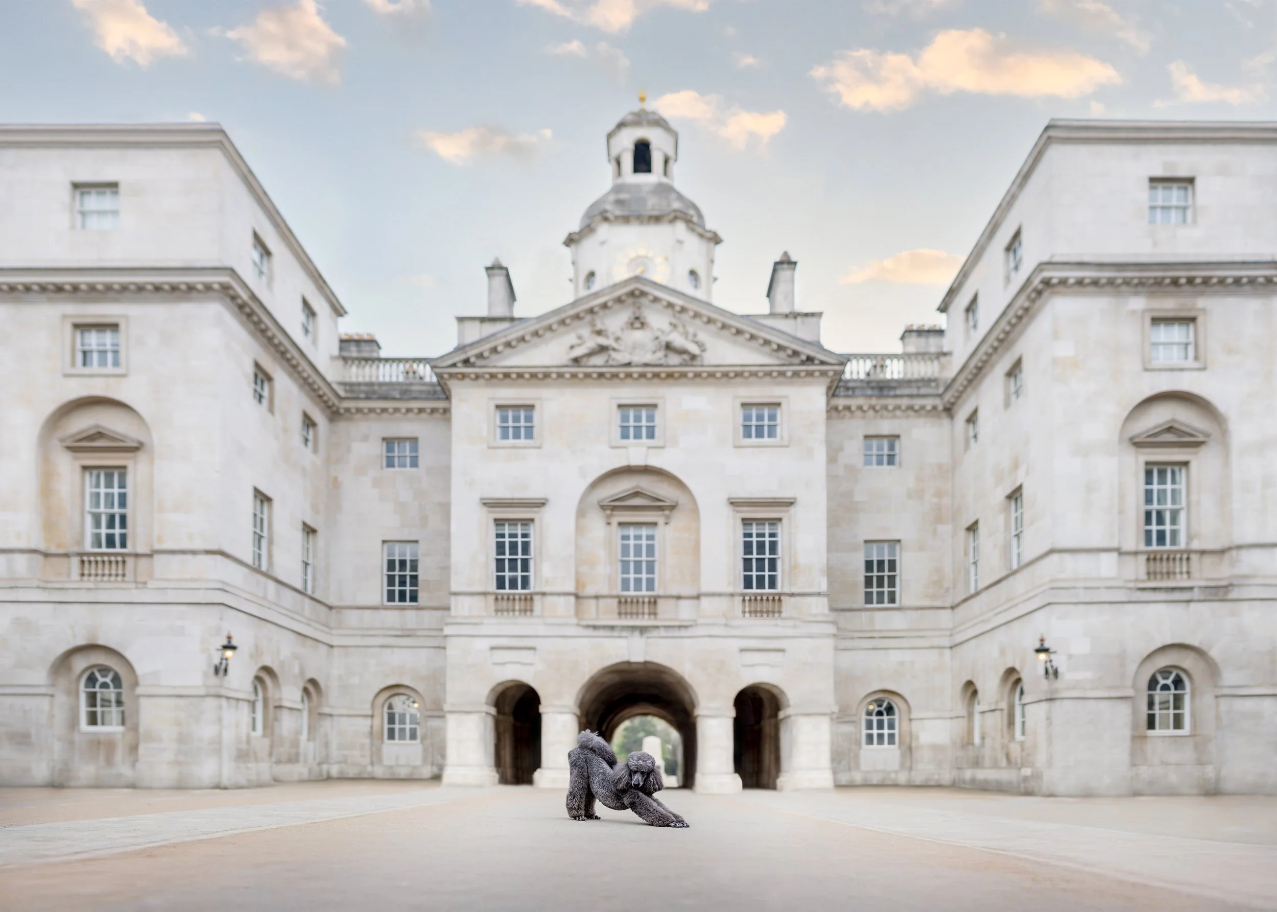 Standard poodle Rafa bowing at Horse Guards Parade in London, photographed by Andrew Raven for Iconic Dogs of London.