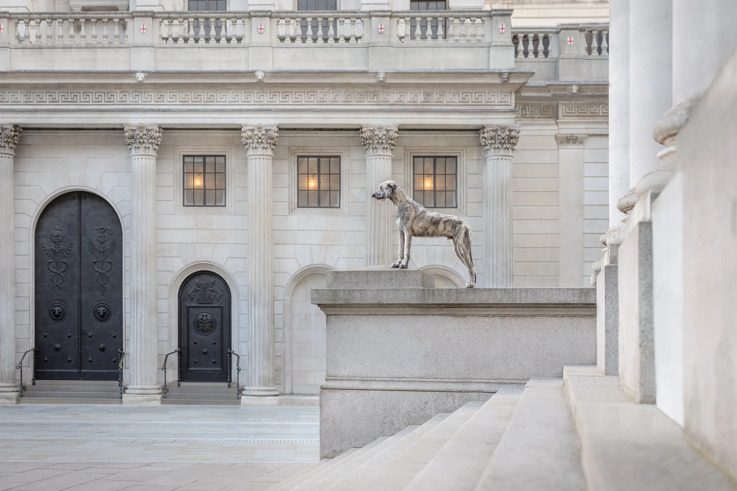 Irish Wolfhound during a dog photoshoot in Bank London