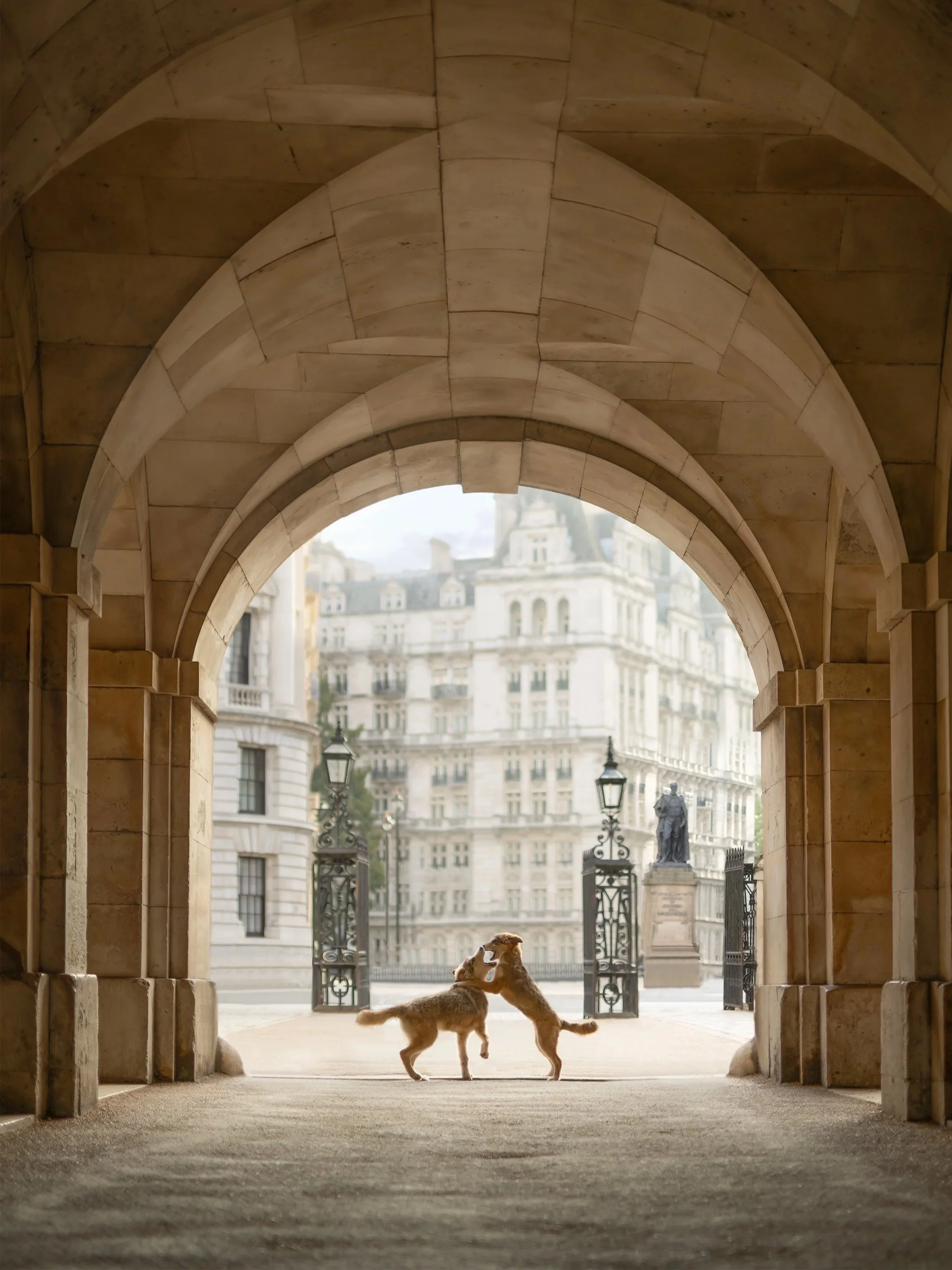 Two Wolfdog puppies playing together beneath the grand stone arch at Horse Guards during a London dog portrait session.