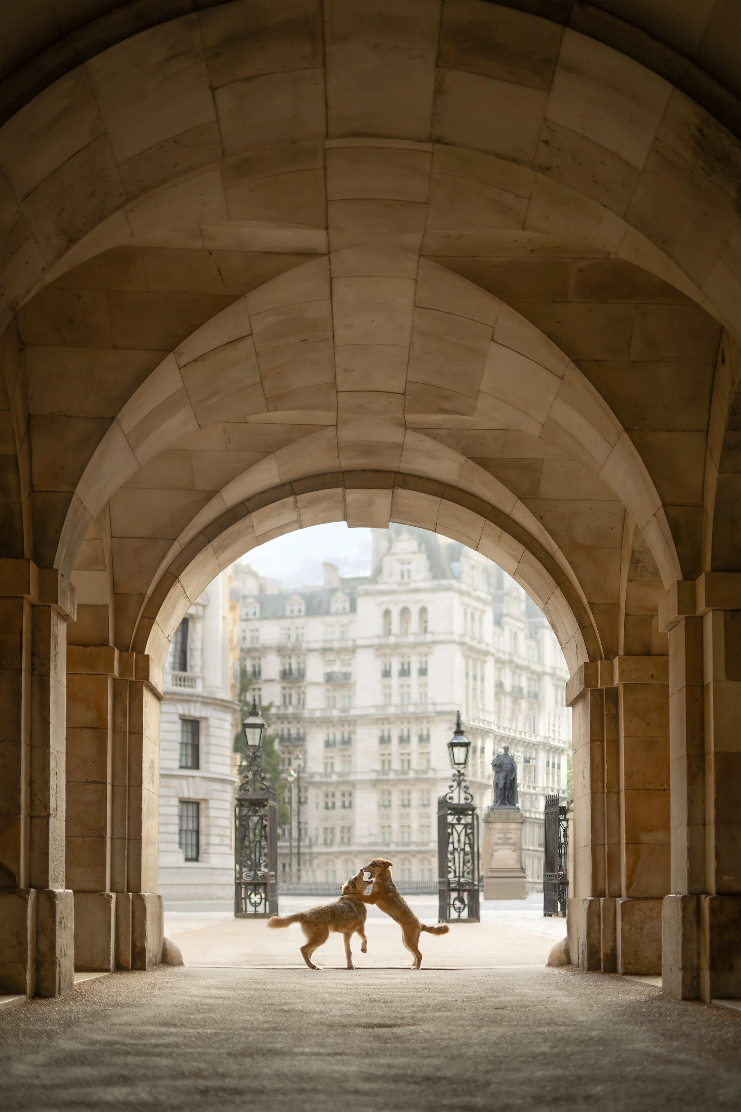 iconic-horse-guards-parade-dog-photoshoot-london.jpg
