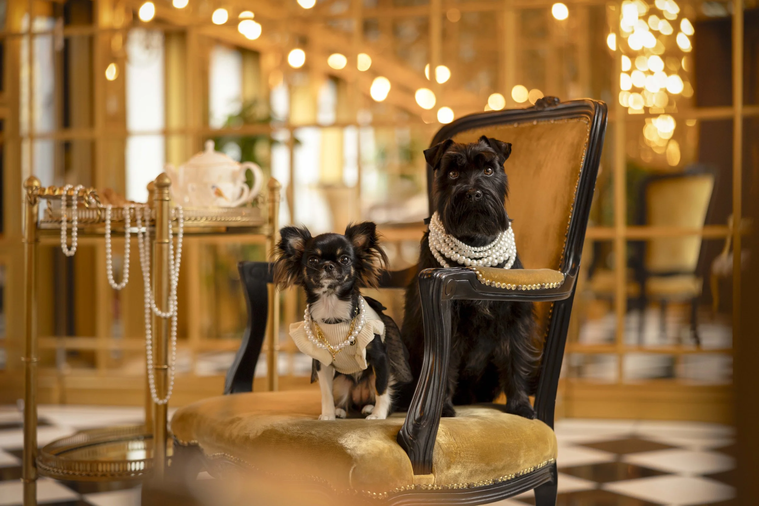 Black Miniature Schnauzer Kenji and long-haired Chihuahua Kaia seated together at 11 Cadogan Gardens in Chelsea, London, during Andrew Raven’s Tails in Bloom photography project.