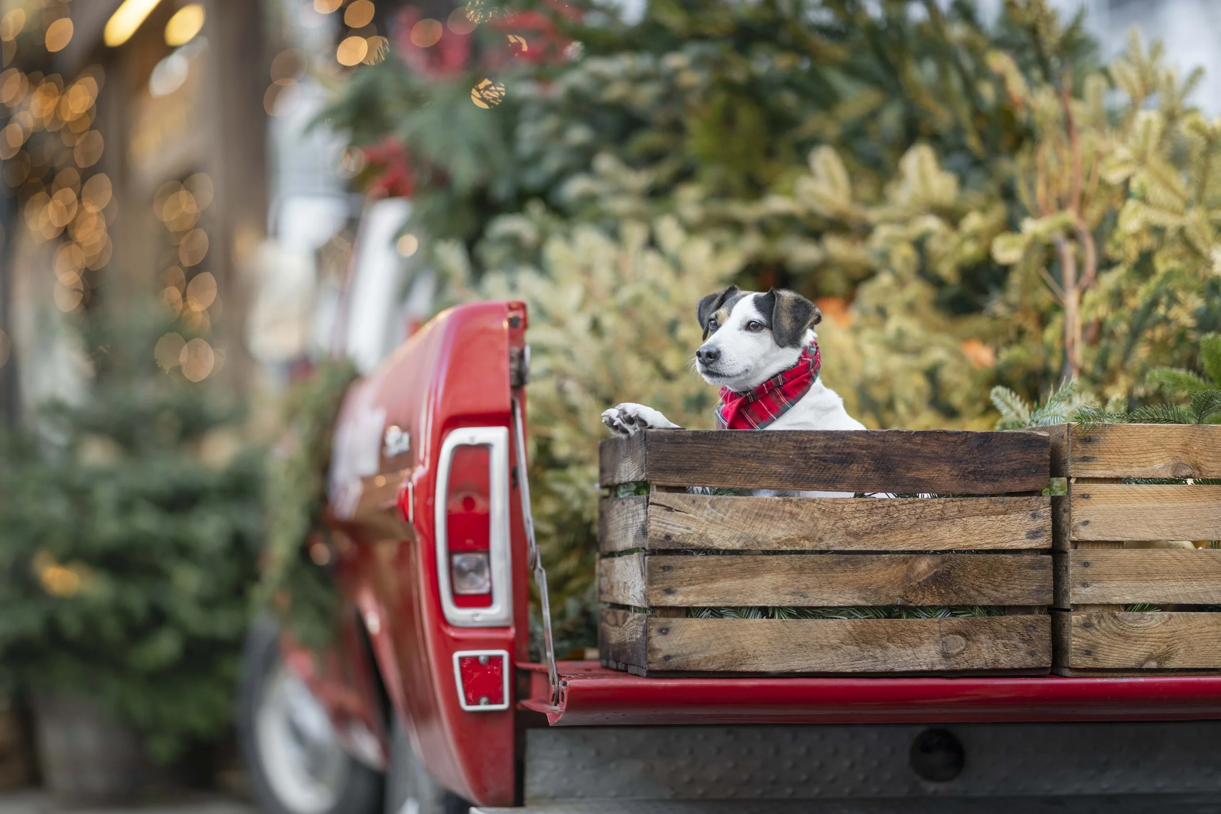Jack Russell Terrier wearing a red tartan scarf sitting amongst Christmas trees on the red vintage truck at the Ralph Lauren Christmas display in Sloane Square, Chelsea, London, during a Christmas dog photoshoot.
