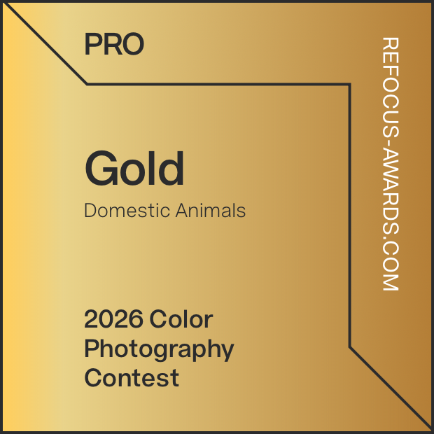 ReFocus Awards Gold, Domestic Animals, 2026 Color Photography Contest, awarded to Andrew Raven.