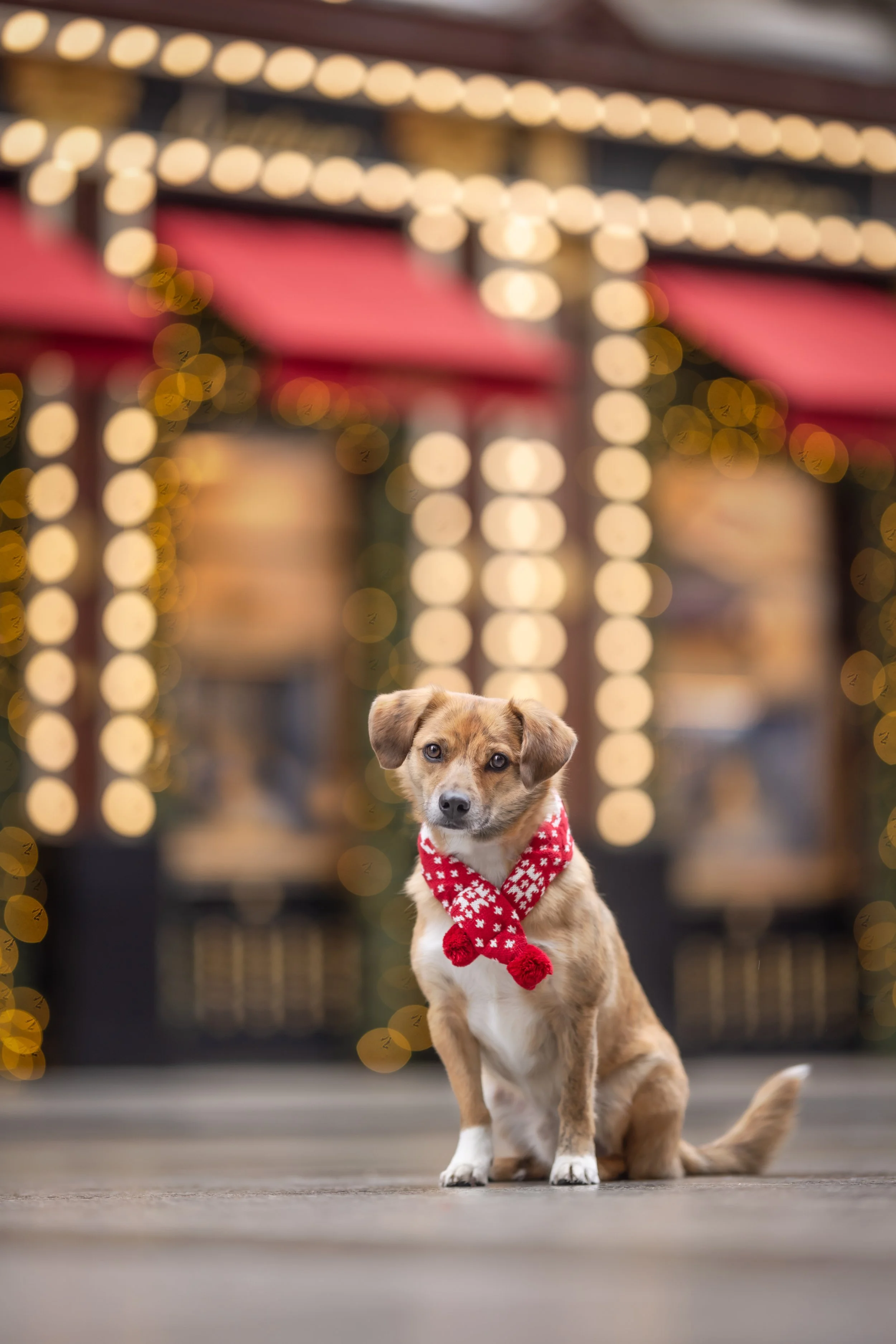 Rescue dog Biscotti wearing a festive red scarf during a Christmas dog photography session in Mayfair, London, photographed by Andrew Raven.