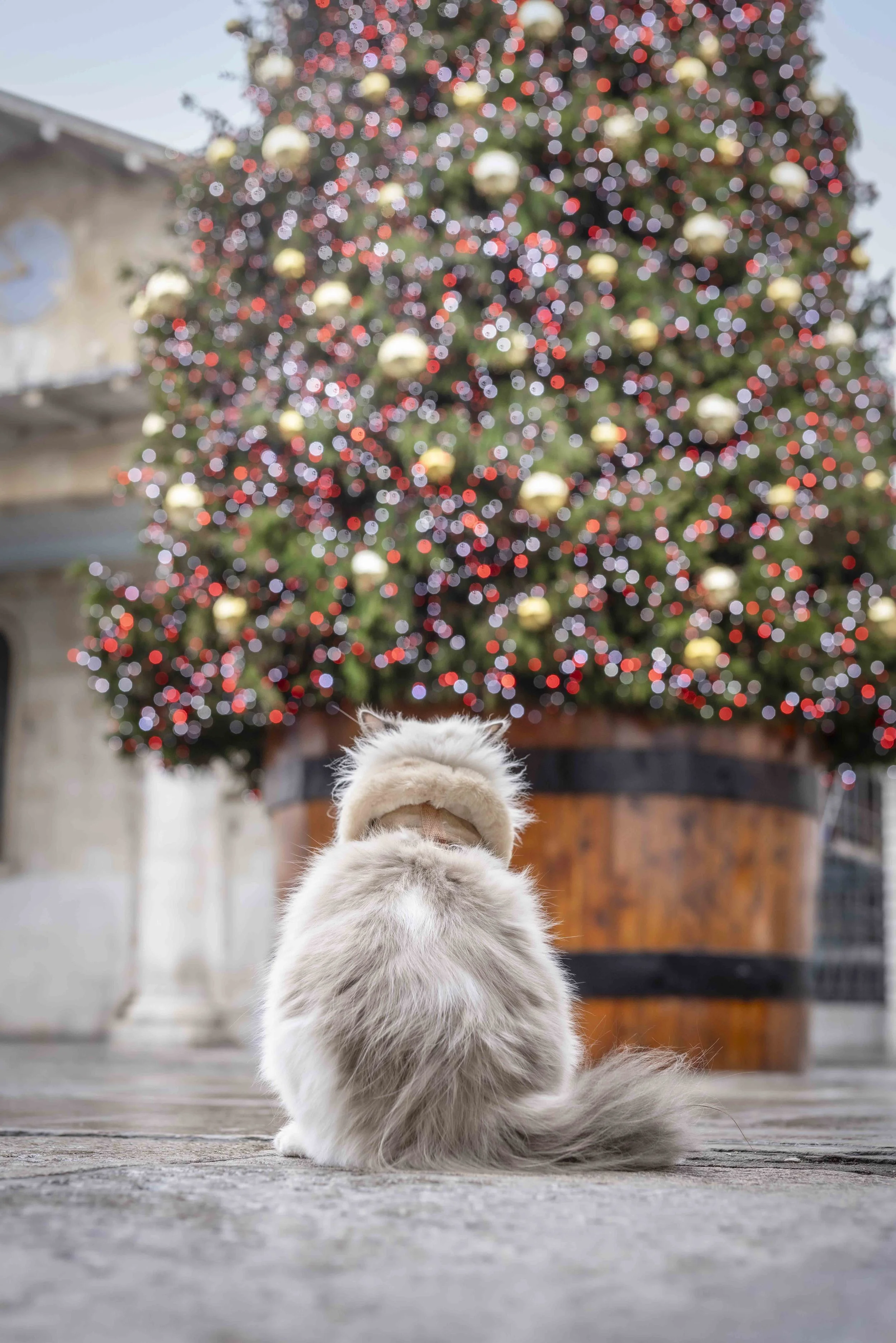 A long-haired cat sitting beneath the giant Christmas tree in Covent Garden, London, during a festive pet photography experience surrounded by red, gold and white lights.