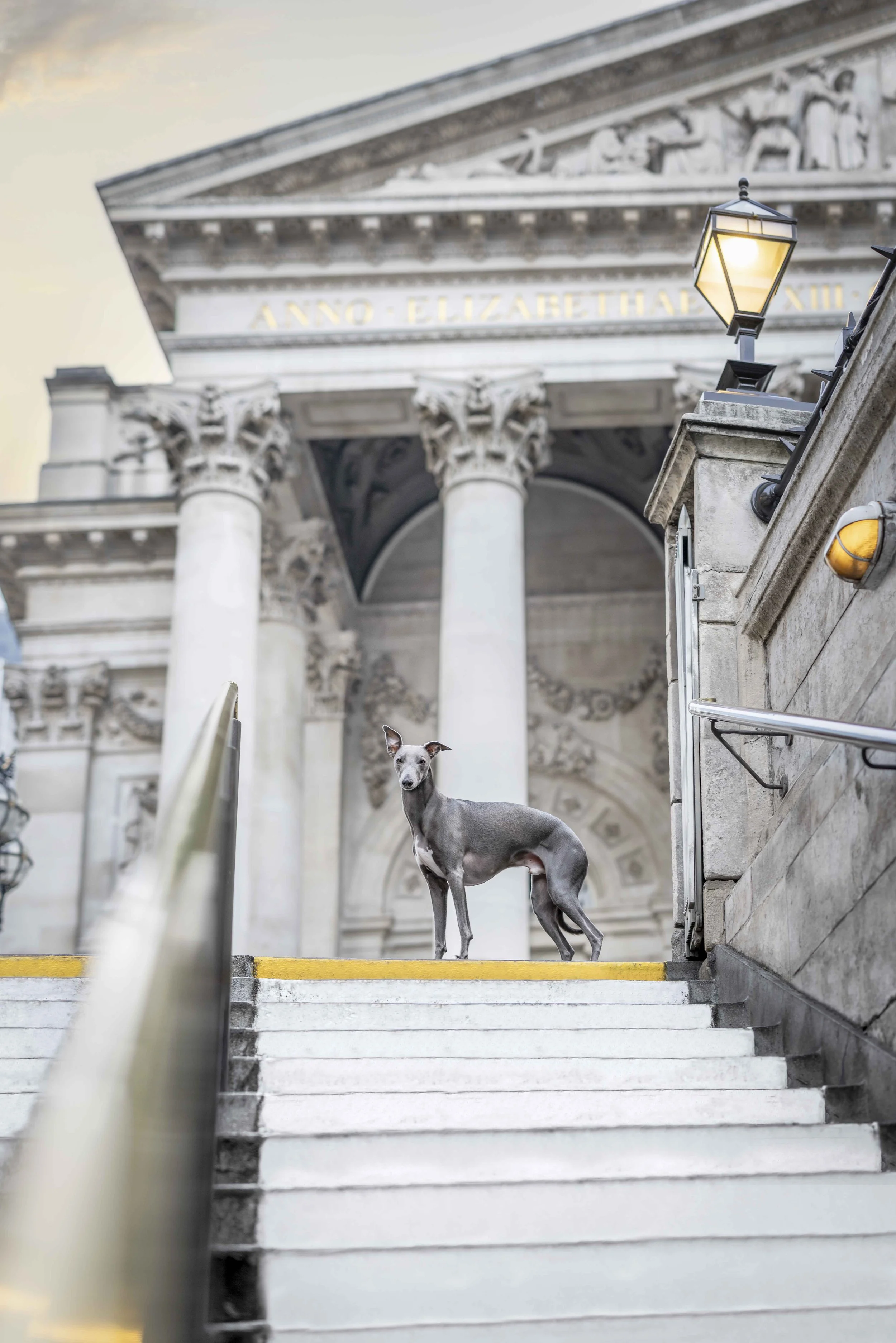 Whippet standing on stone steps beneath grand columns in front of The Royal Exchange at Bank during a private dog photoshoot in the City of London.