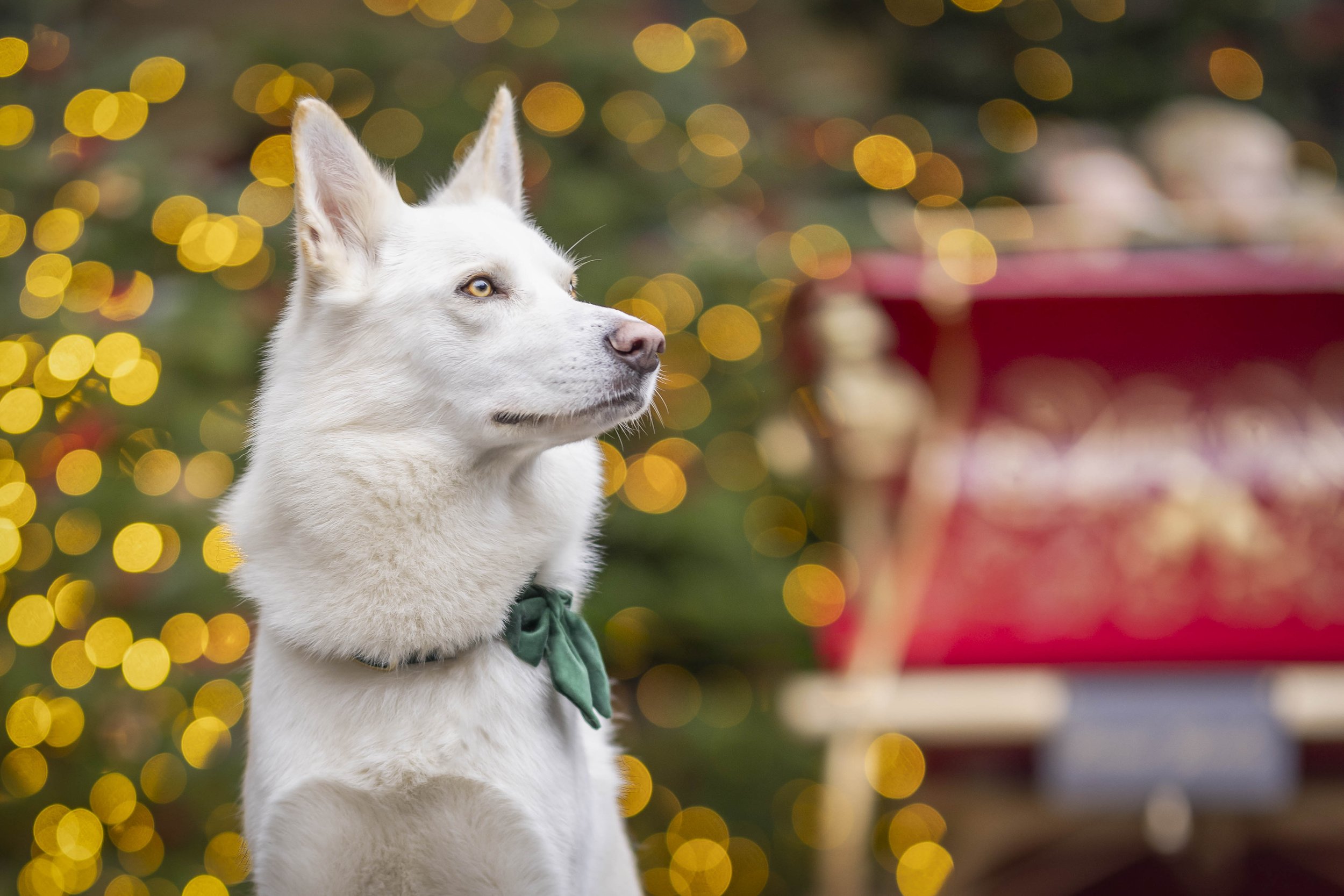 Yuki, a white German Shepherd, in front of the red sleigh and twinkling Christmas lights in Covent Garden during a London Christmas dog photography session.