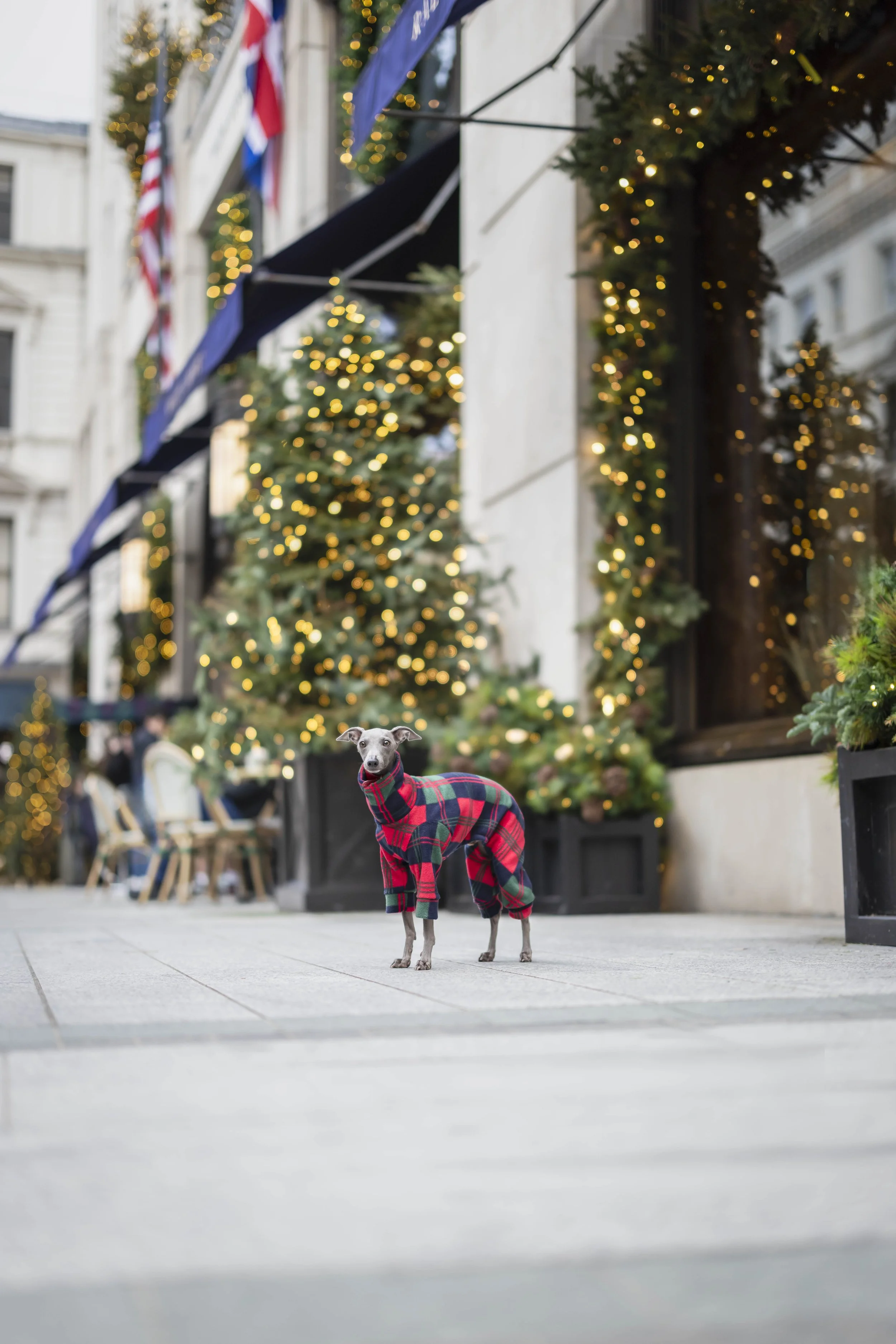 Italian Greyhound wearing a red and green tartan outfit standing amongst Christmas trees and festive lights outside Ralph Lauren on Sloane Square, Chelsea, London, during a Christmas dog photoshoot.