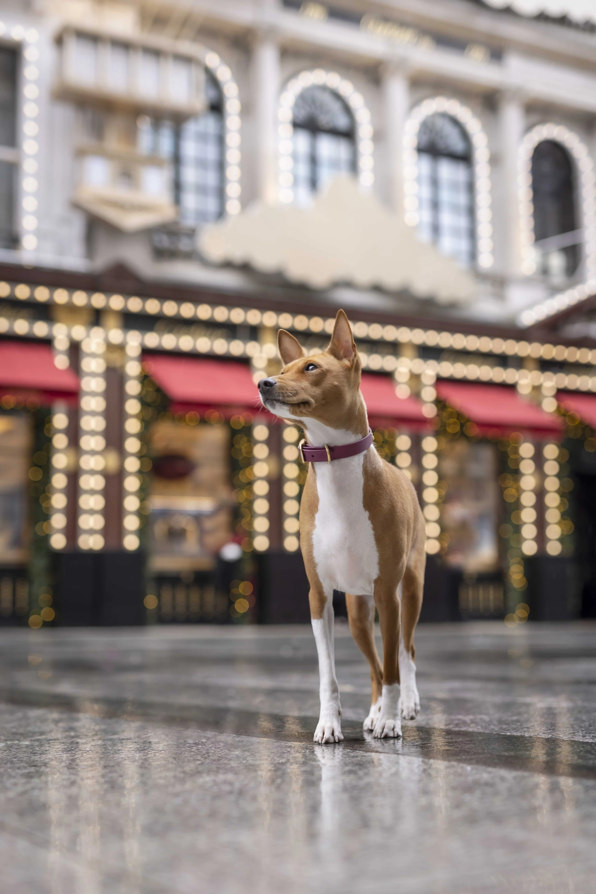 Basenji wearing a collar during a commercial photography shoot for a pet accessories brand in Mayfair, London, photographed by Andrew Raven