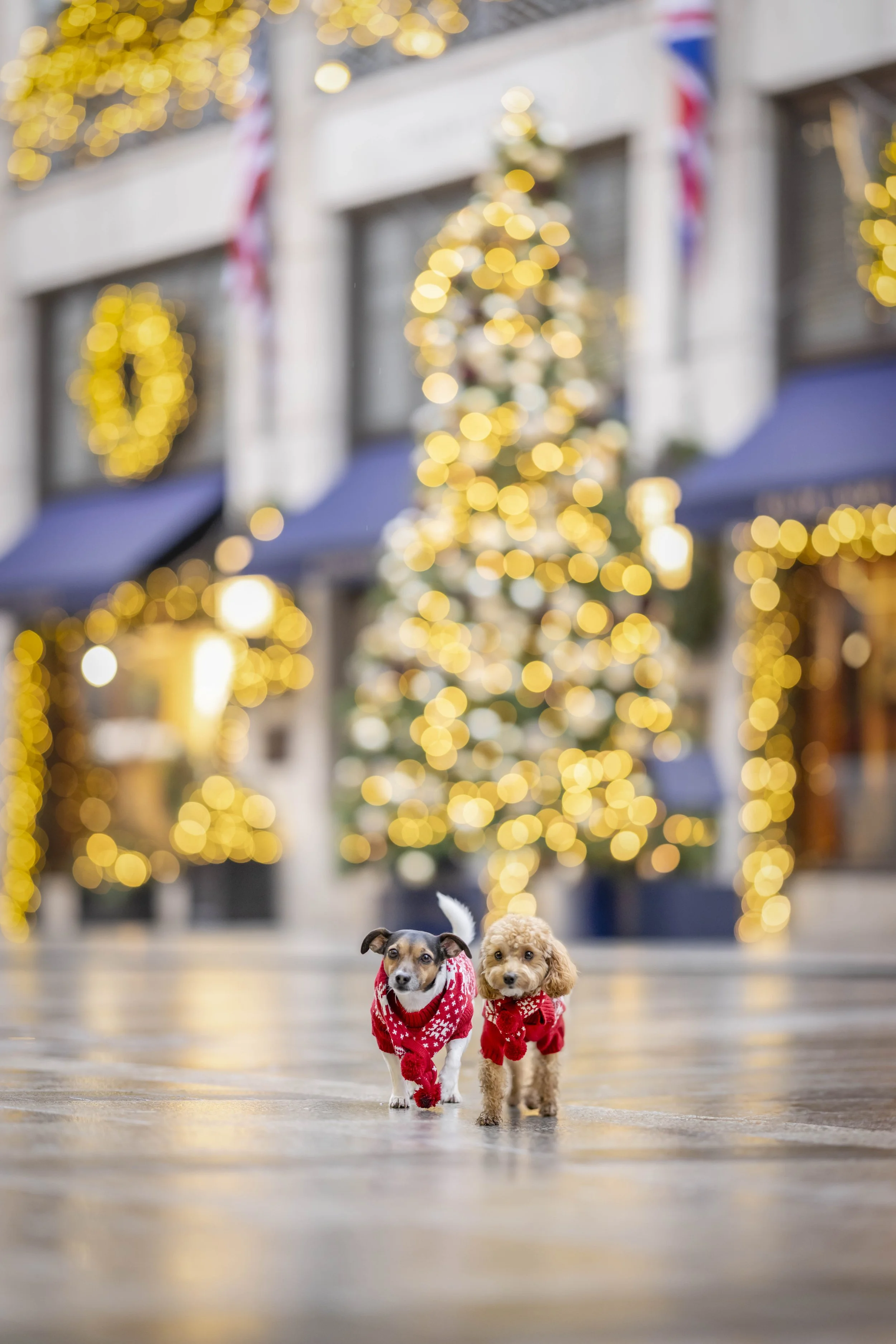 Jack Russell Terrier and apricot doodle wearing red festive outfits walking beneath Christmas lights beside the illuminated Christmas tree in Sloane Square, Chelsea, London, during a Christmas dog photoshoot.