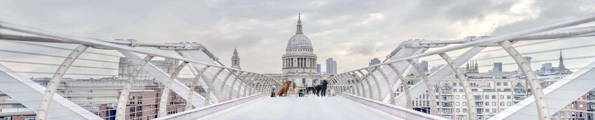 Seven dogs on Millennium Bridge with St Paul’s Cathedral behind them, photographed by Andrew Raven for Iconic Dogs of London.