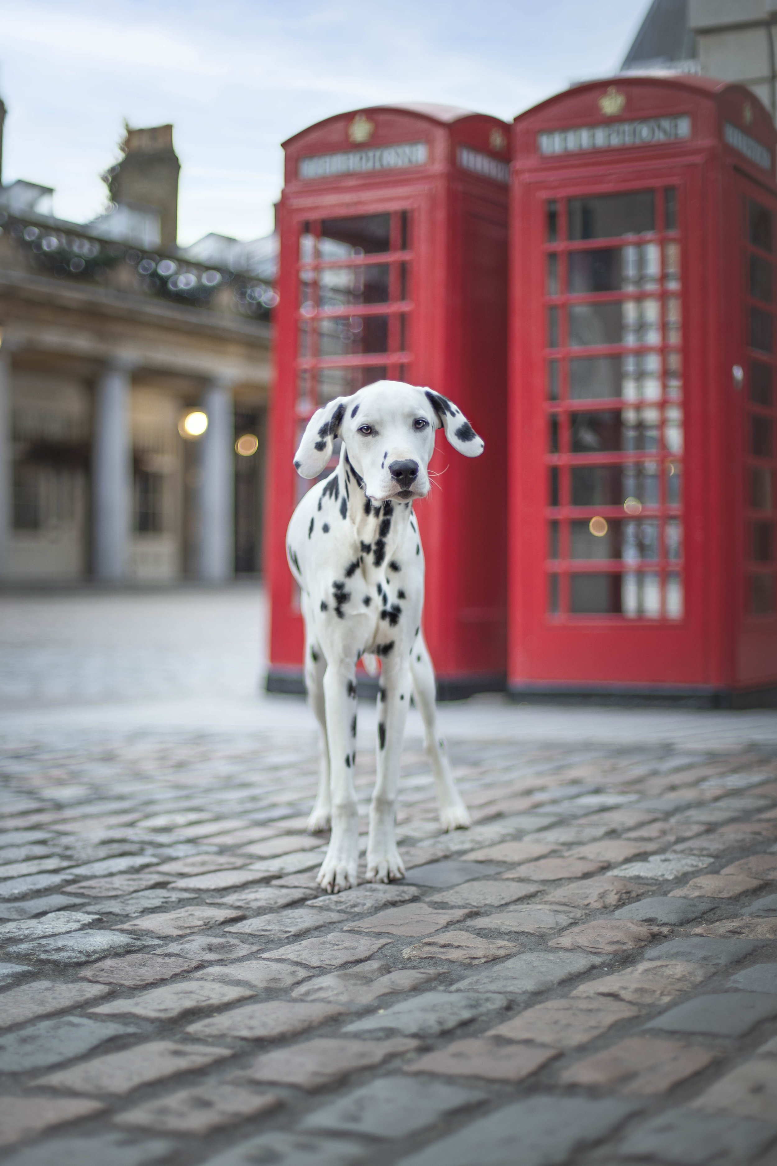 Dalmatian beside red telephone boxes in Covent Garden, London, photographed by Andrew Raven.