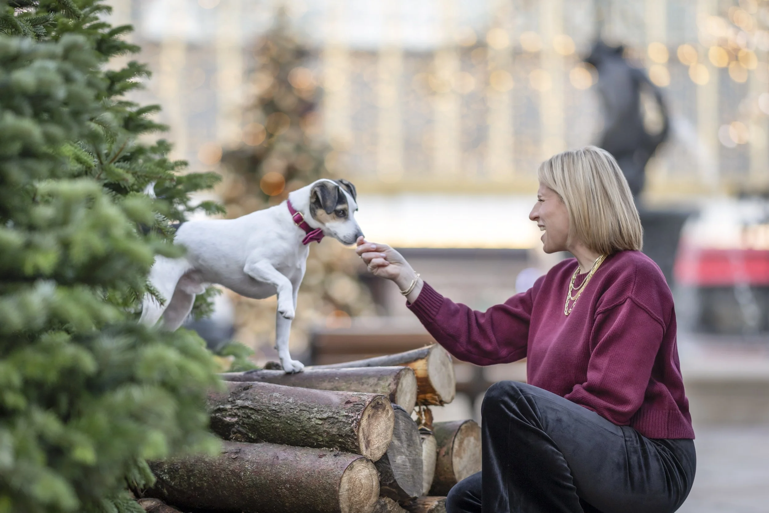 Jack Russell Terrier Alfie interacting with his owner during a dog photography session in Chelsea,  London, photographed by Andrew Raven.