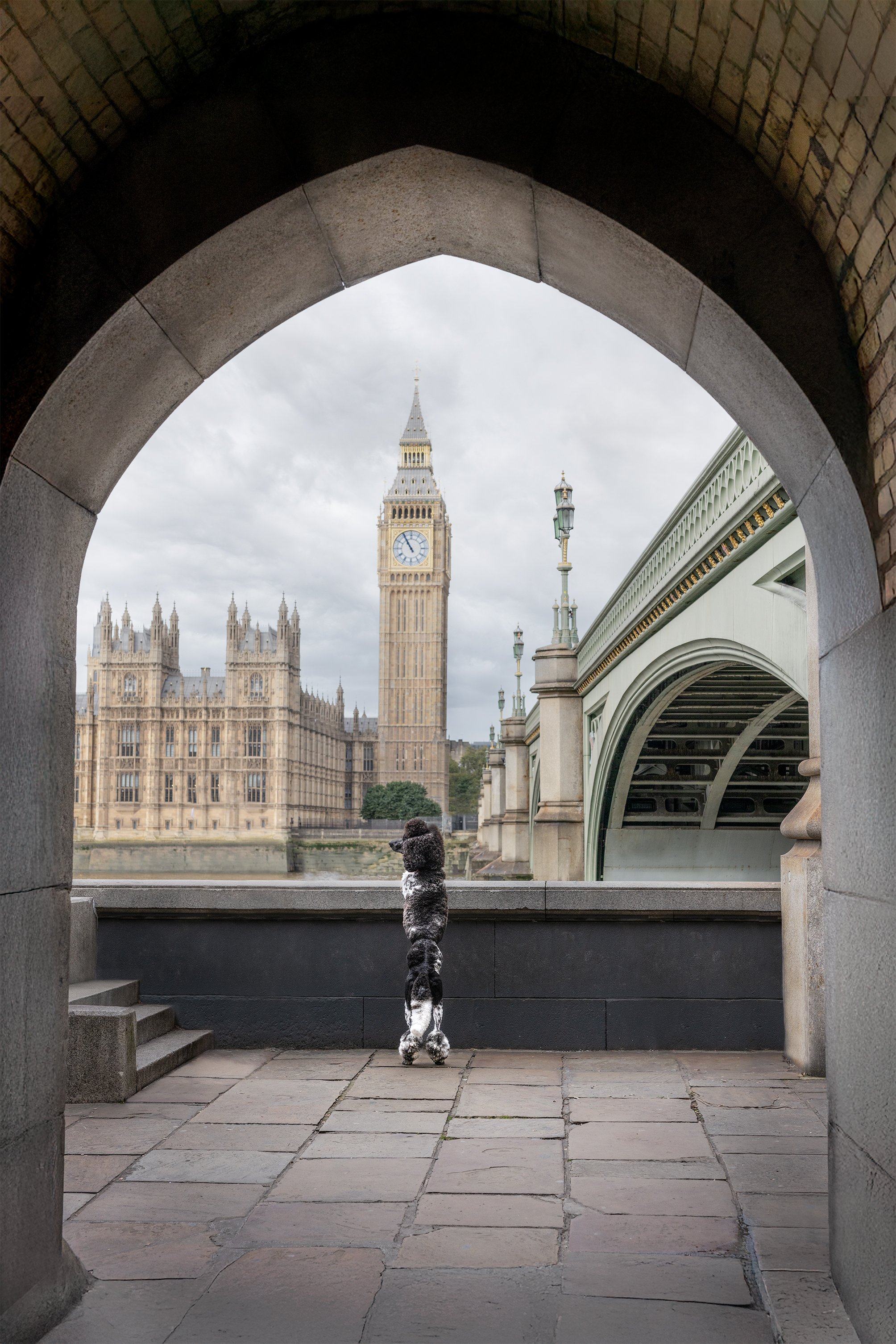 Standard Poodle Sebastian looking towards Big Ben and the Palace of Westminster during a dog photography session in Westminster, London, photographed by Andrew Raven.