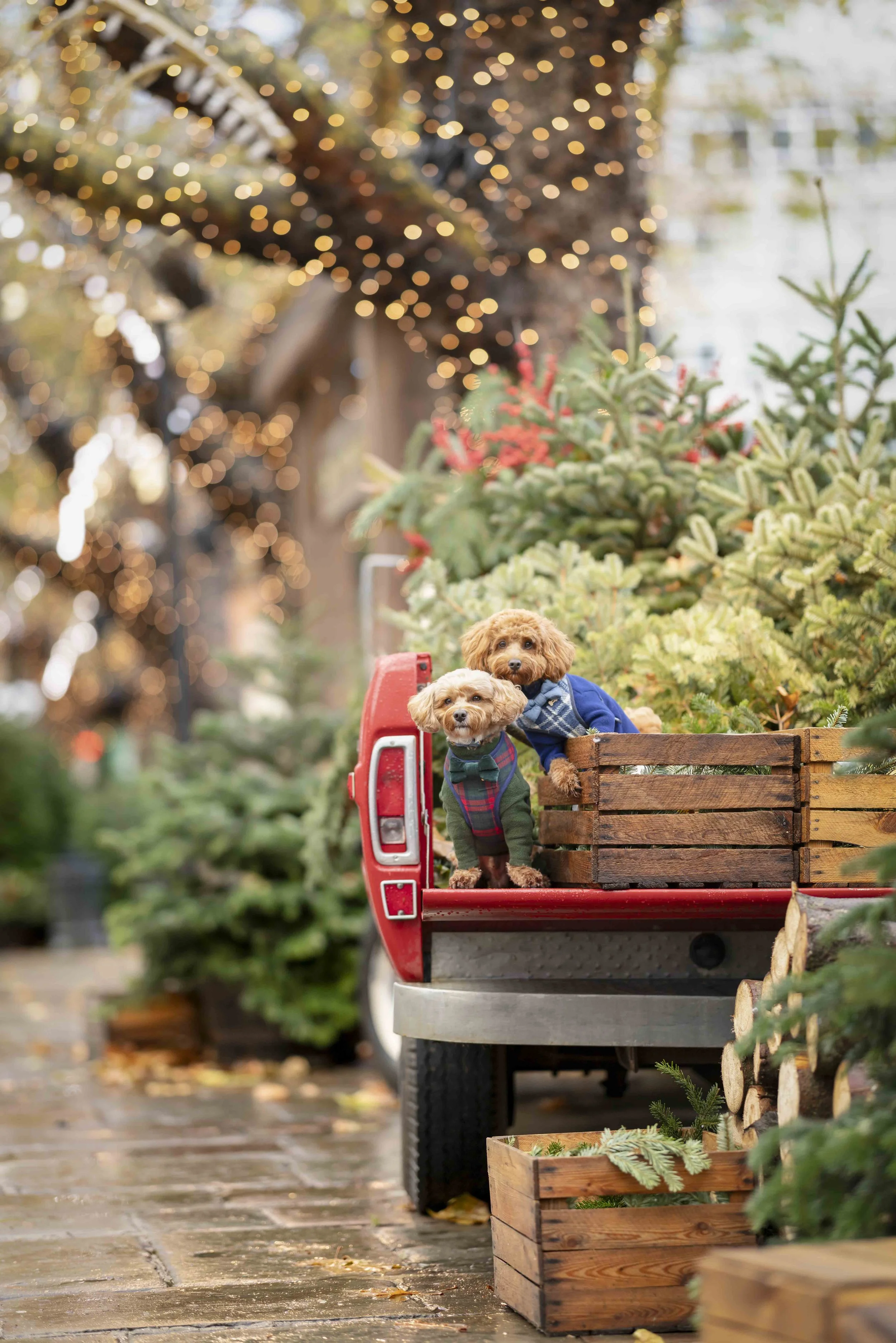 Two doodle dogs sitting on a red truck among Christmas trees and festive lights during a Christmas dog photoshoot in Chelsea, London.