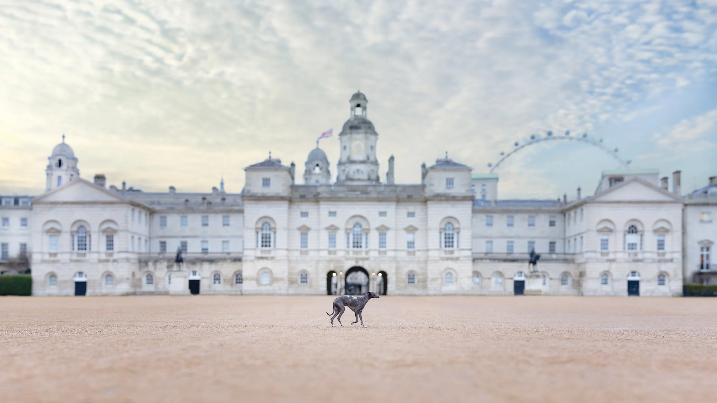 whippet dog photoshoot in iconic London landmarks, horse guards parade
