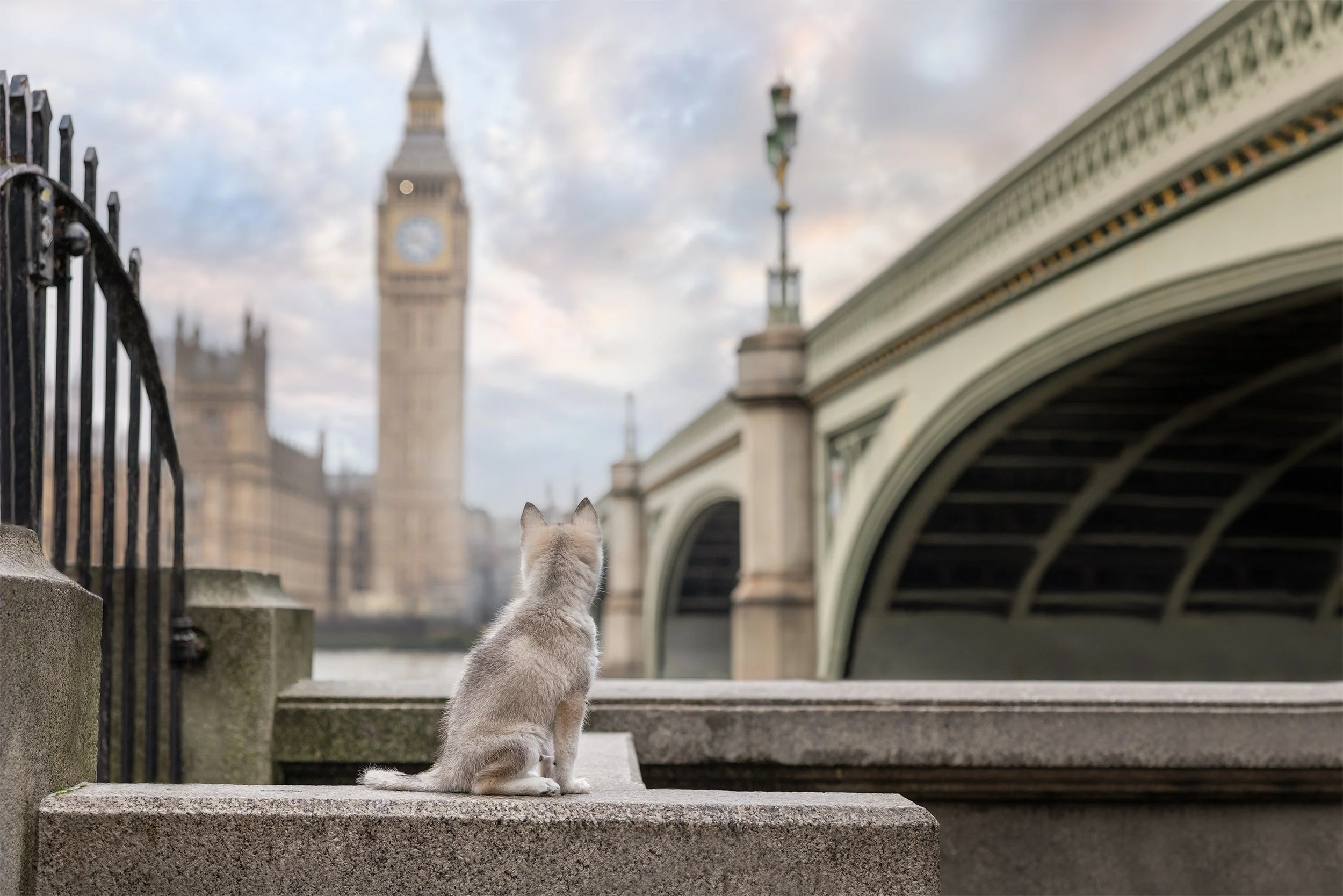Alaskan Klee Kai puppy sitting beside Westminster Bridge looking towards Big Ben and the Houses of Parliament in London.