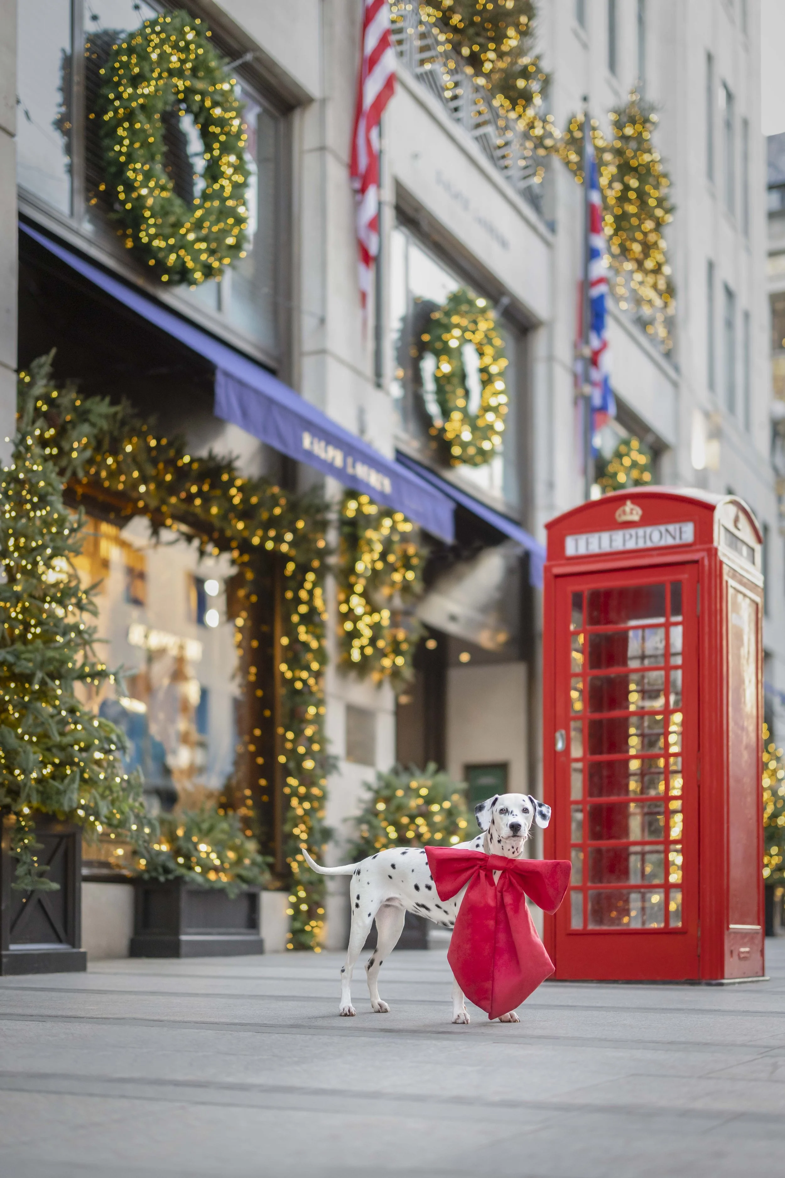 Dalmatian wearing an oversized red bow beneath Christmas lights during a Christmas dog photoshoot outside Ralph Lauren on New Bond Street, Mayfair, London.