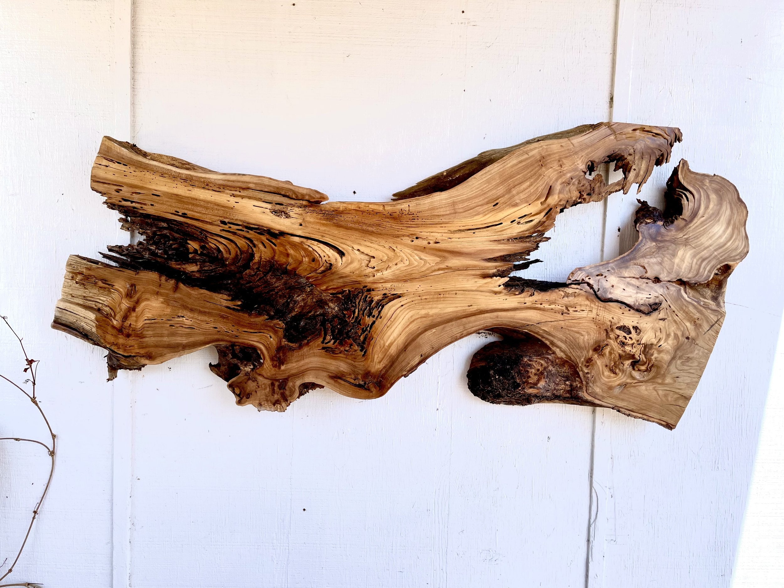 Elm Wall Accent