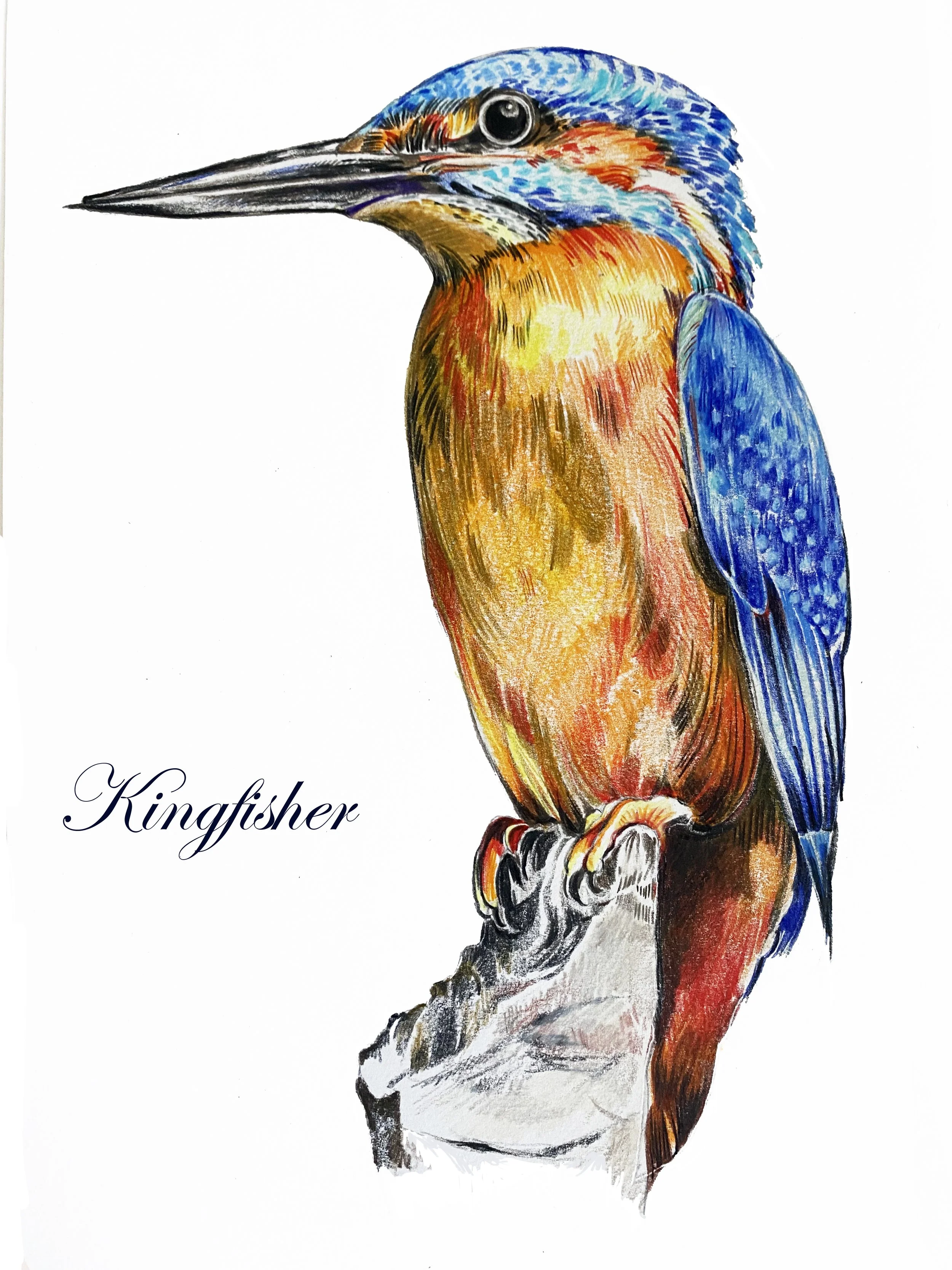 Kingfisher (1).jpg