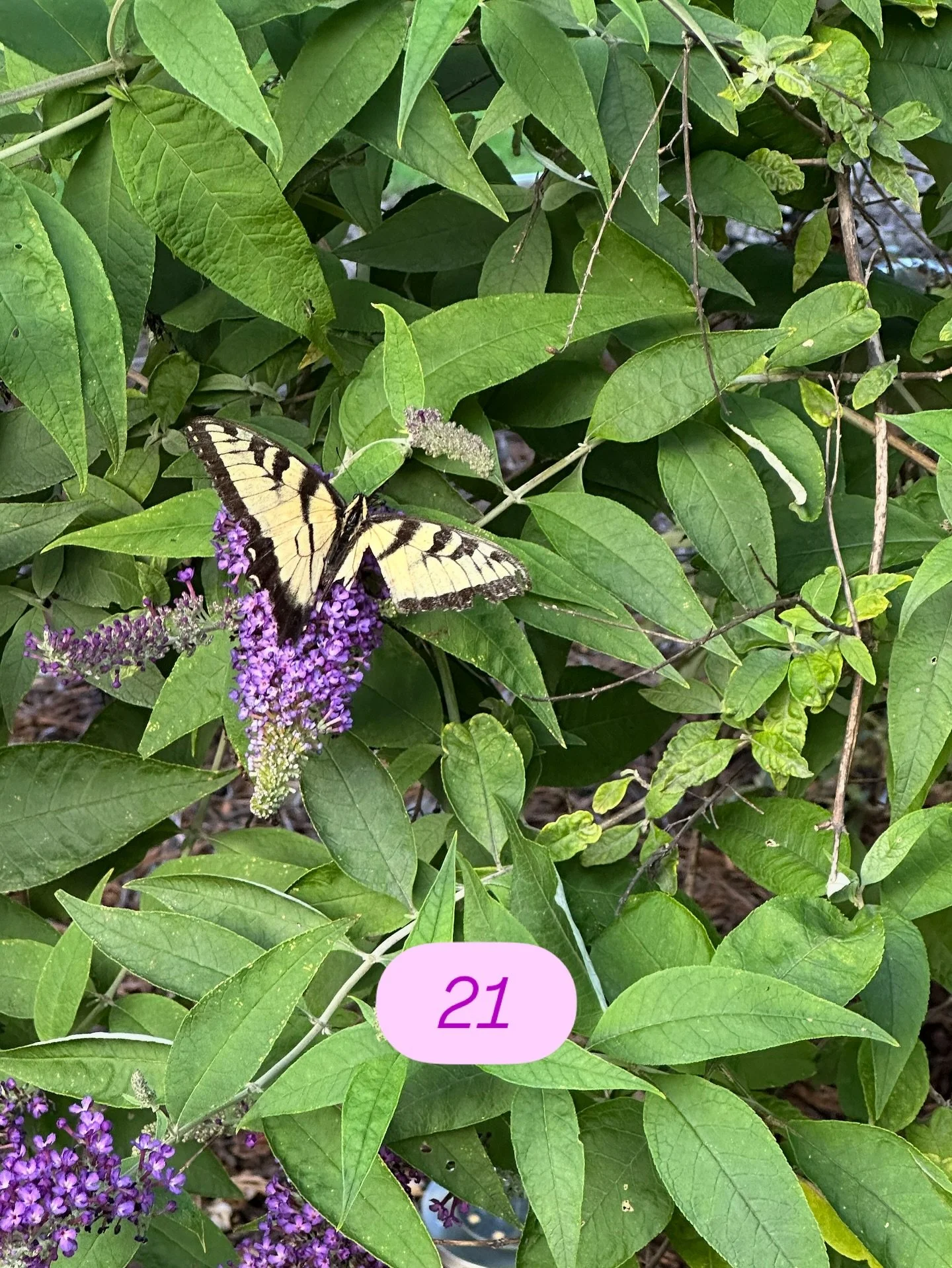 She would be 21 today.
Happy Birthday, Macie.💜
#Vilomah #VilomahVoice #bereavedparents