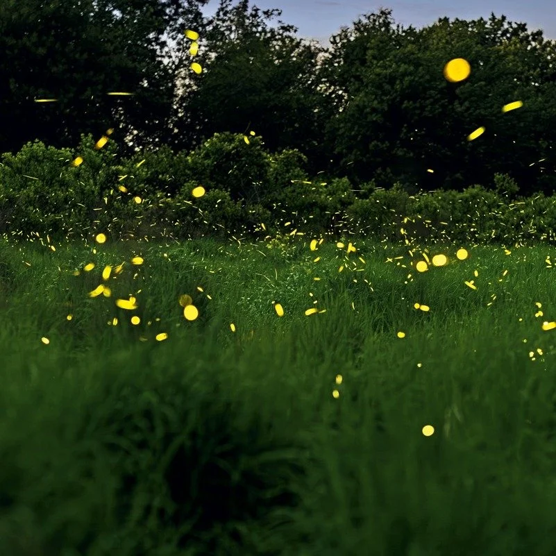 🌟 Have you noticed more #fireflies twinkling in your yard this summer? 
It's not your imagination. Experts say we&rsquo;re seeing more this year because of a warm, wet spring and last year&rsquo;s Cicada explosion which meant predators didn&rsquo;t 