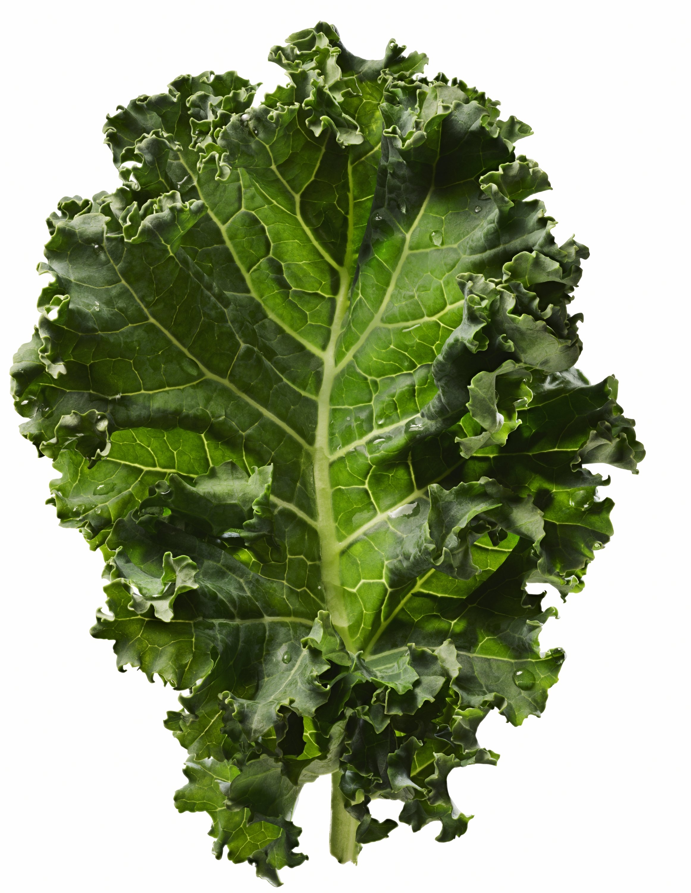 2019_CEN_PMD_SUMO_ThisIsHuge_KaleLeaf1.jpg
