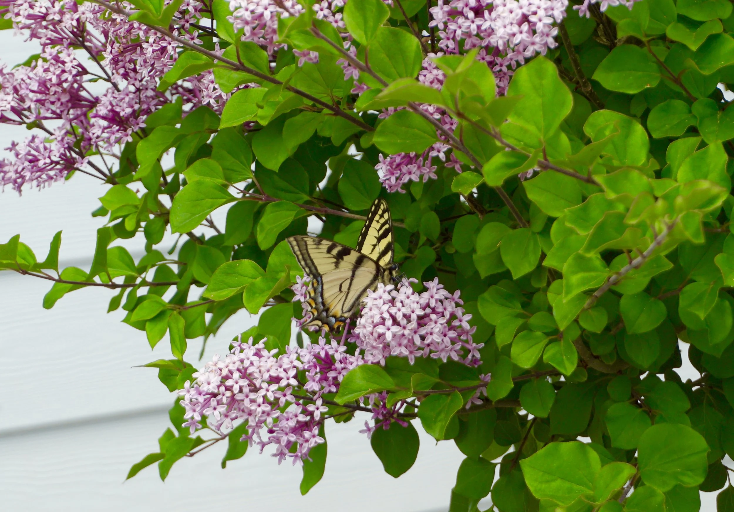 The Culture of Complex Healthcare Systems