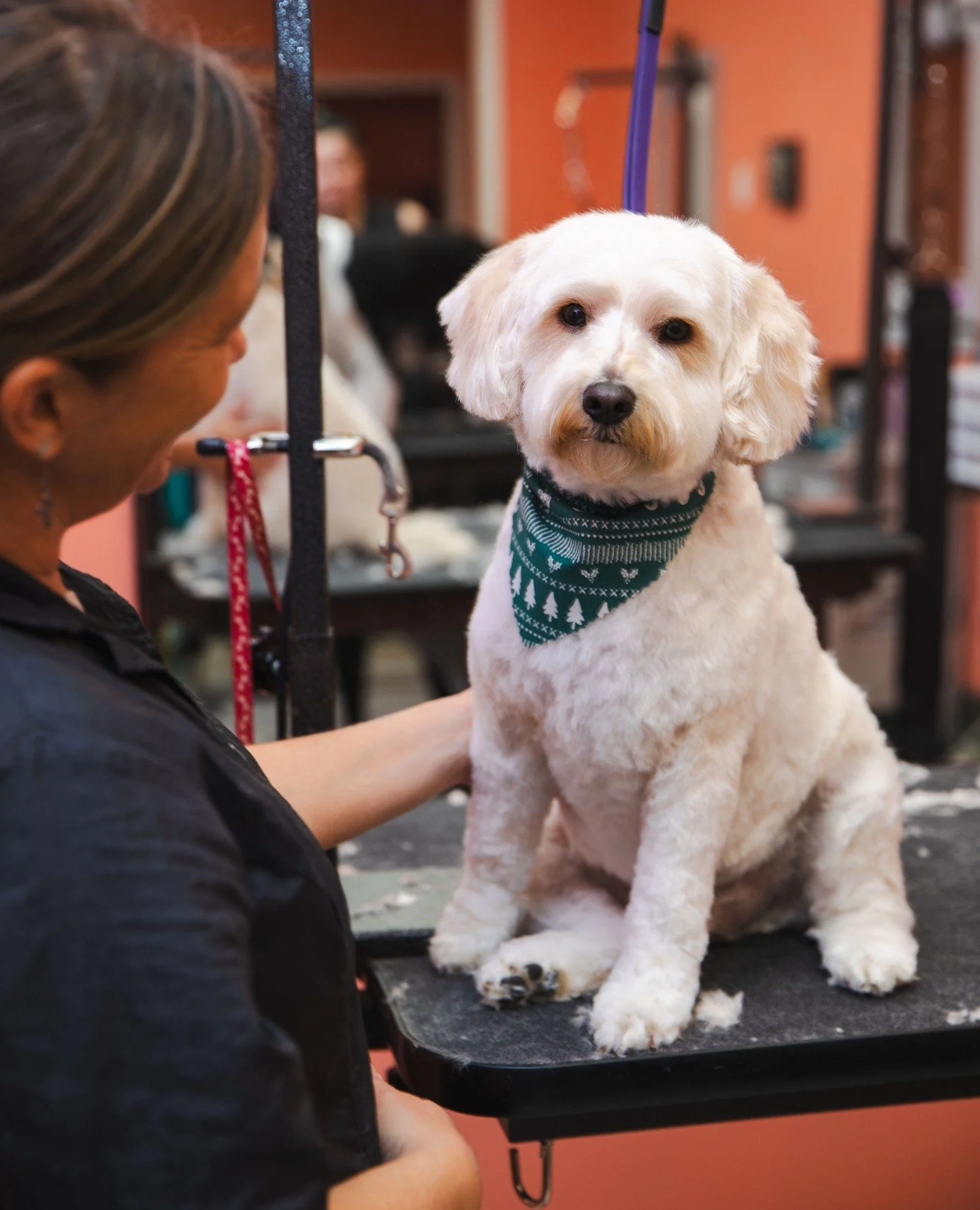✨ Fresh starts aren&rsquo;t just for humans! Treat your furry friend to a little luxury at Zen Dog Spa. 🐶💅 #PamperYourPet