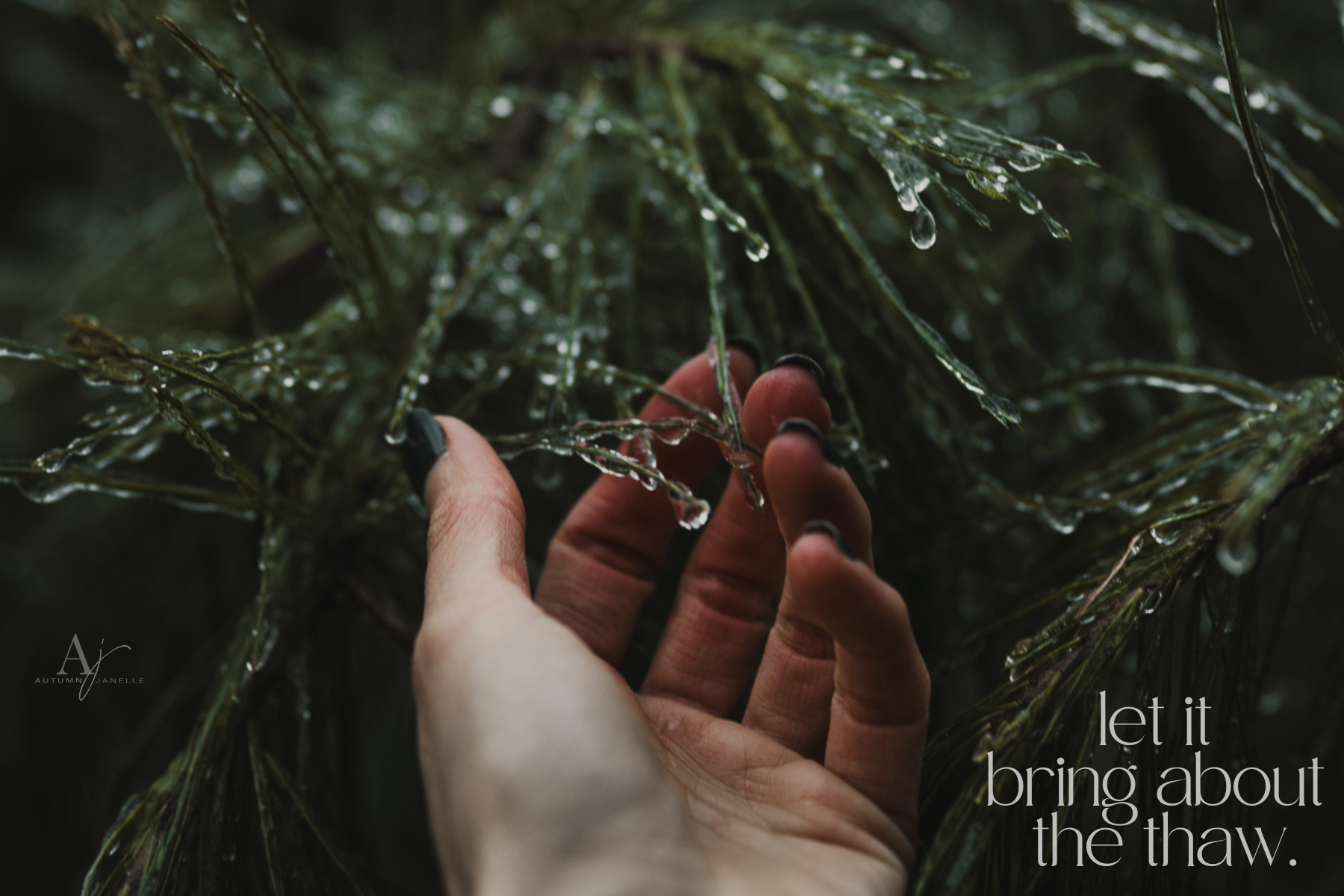 hand holding onto pine covered with ice