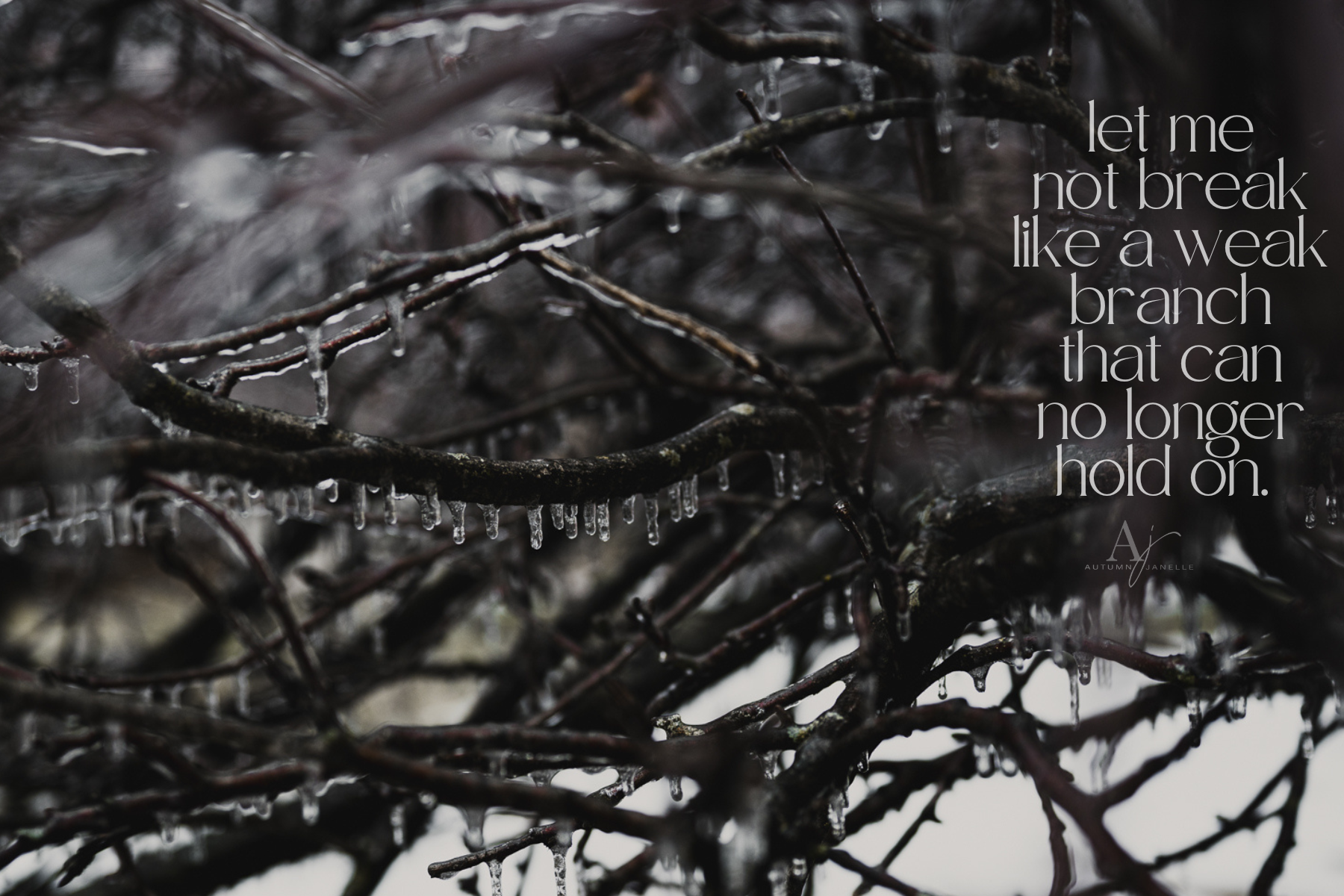 bare apple tree branches covered in ice