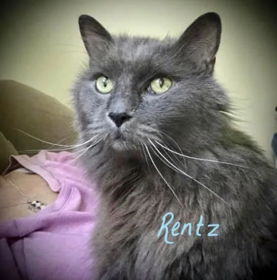 Rentz