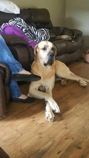 Nova