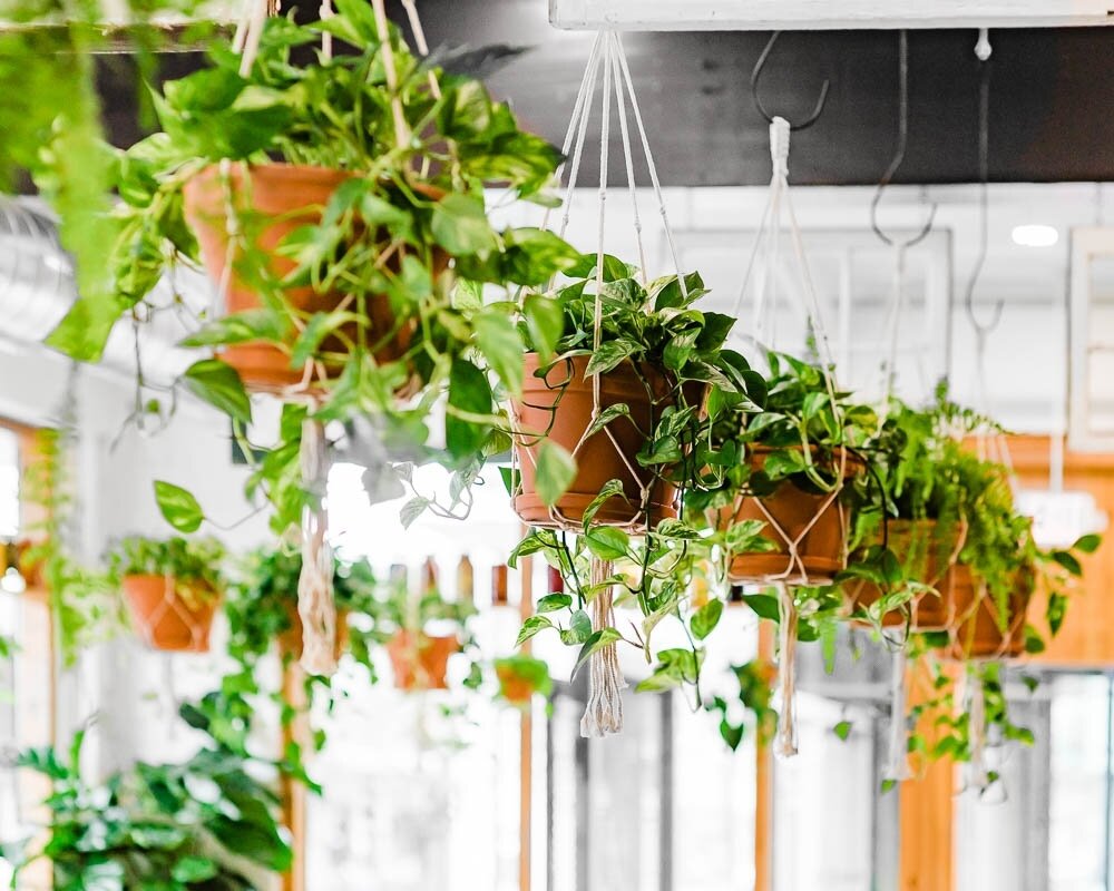 One of our favorite views in @baeschicken 💚 Hanging planters adds a nice palette of greenery to the ceiling while brightening up the space!⁠
⁠
⁠
⁠
⁠
⁠
⁠
#hangingplants #greenceiling #ceilingplants #planters #indoorplants #interiorgreenery #greeneryd