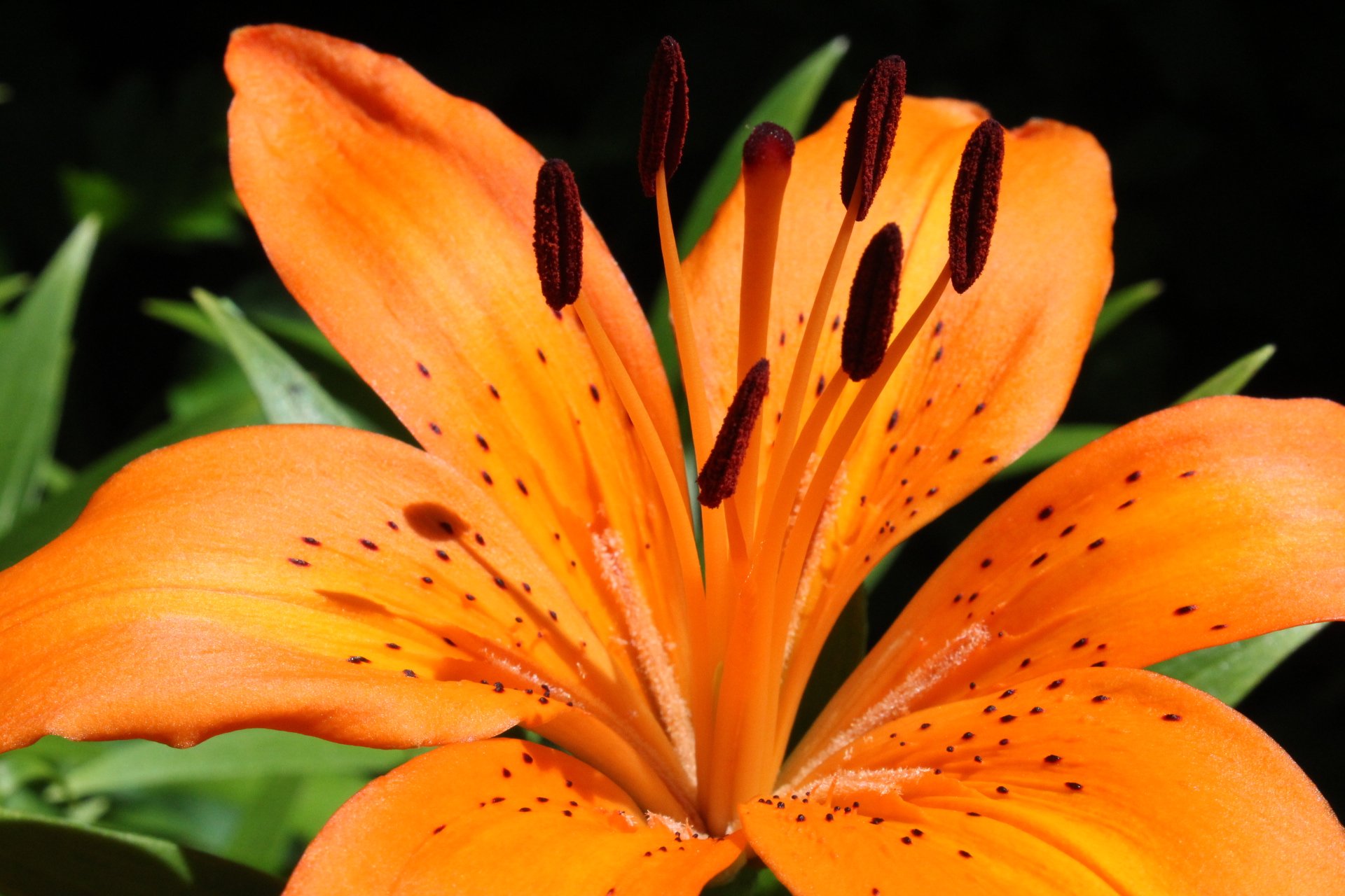 ORANGE FLOWER 2.jpeg