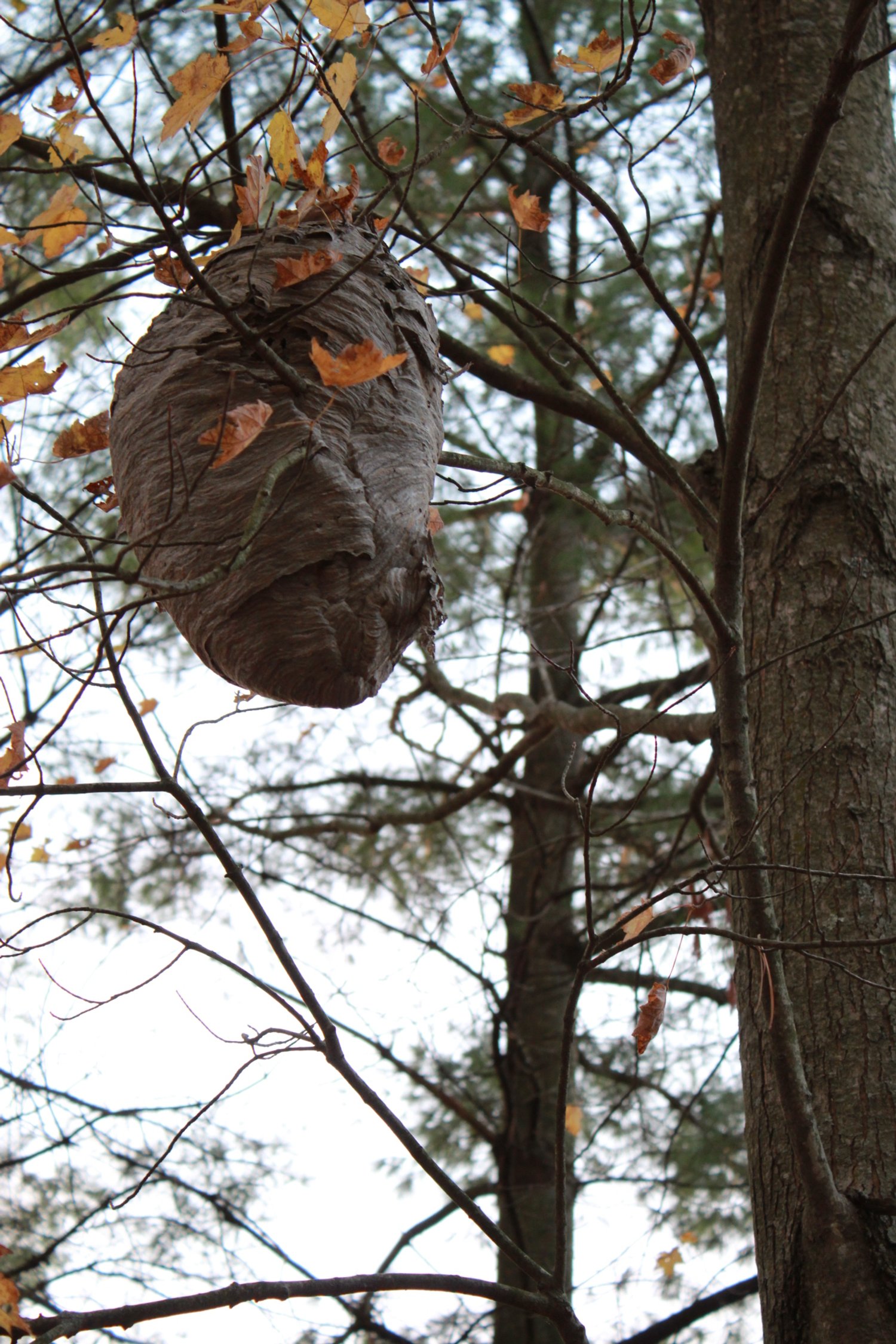 BEE HIVE.jpeg