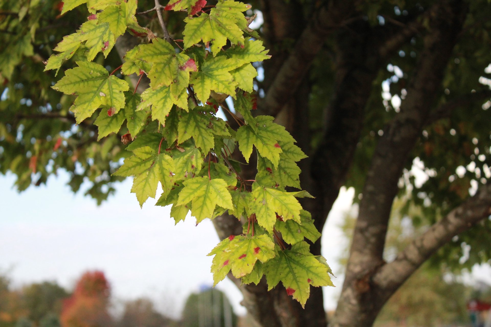 LEAVES.jpeg