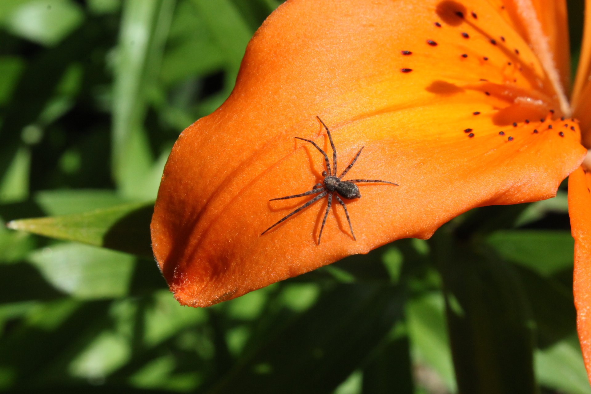 SPIDER.jpeg