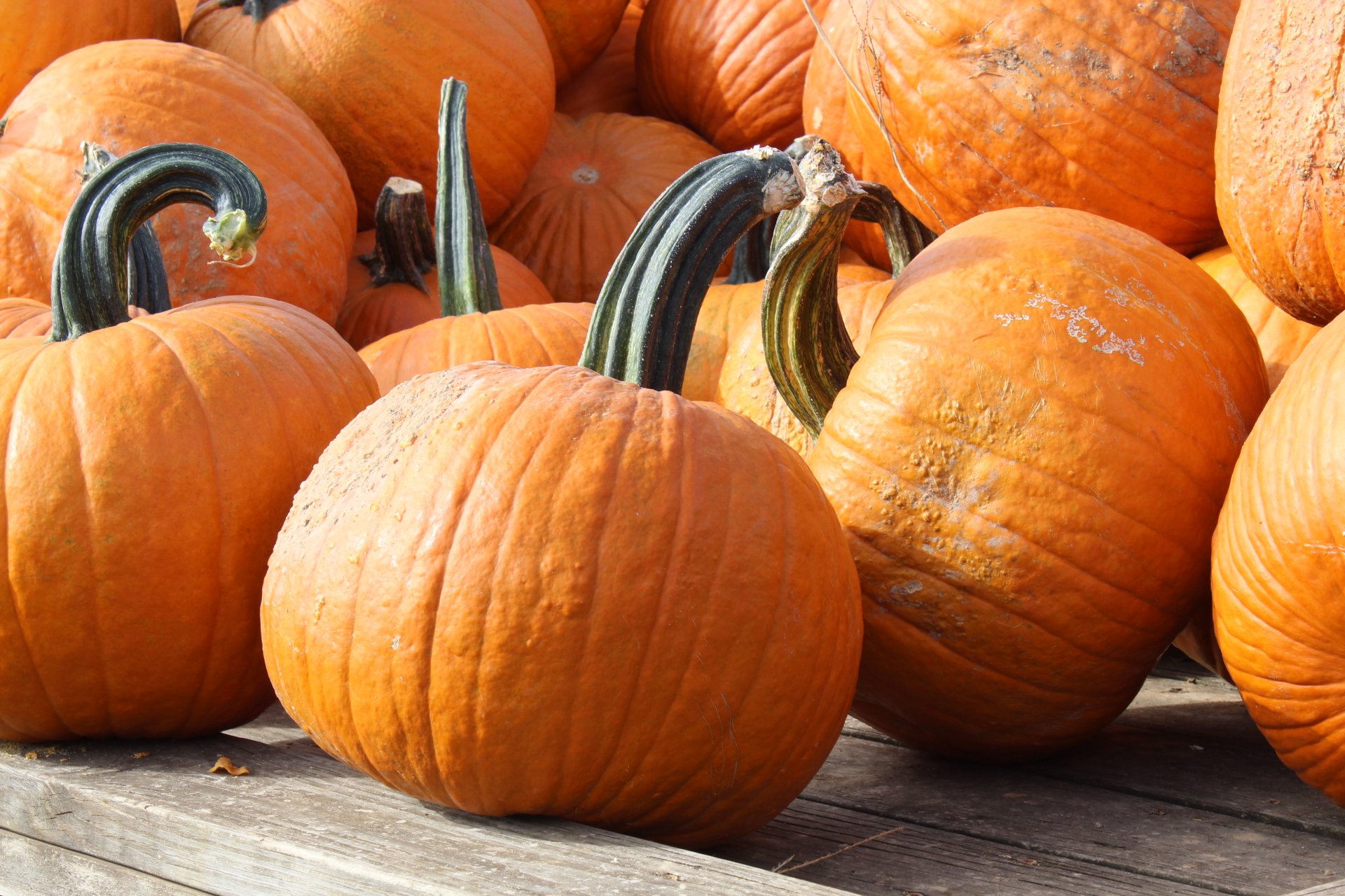 PUMPKINS.jpeg
