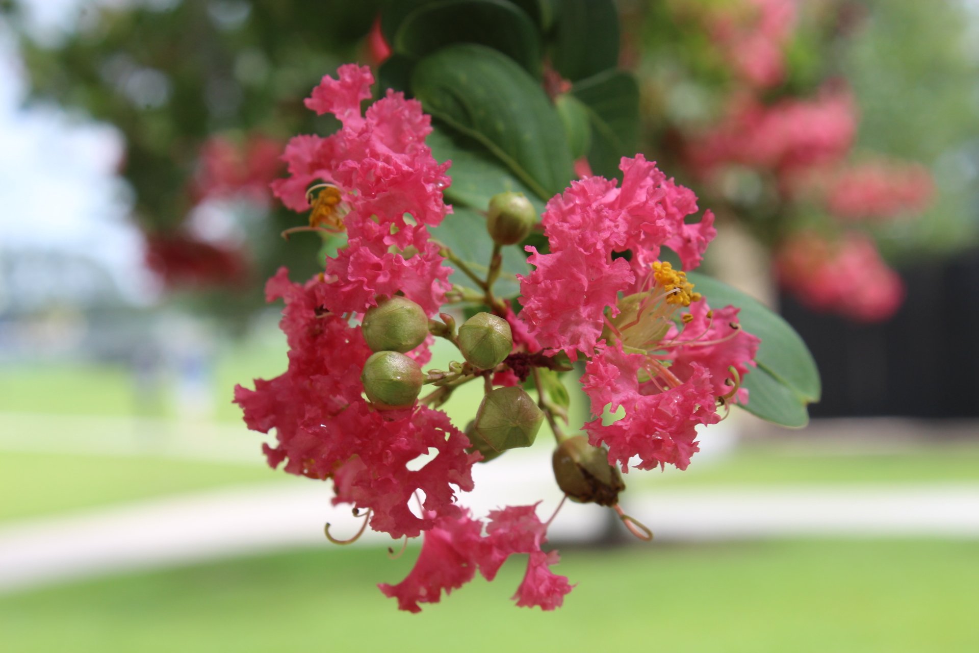 PINK FLOWER.jpeg