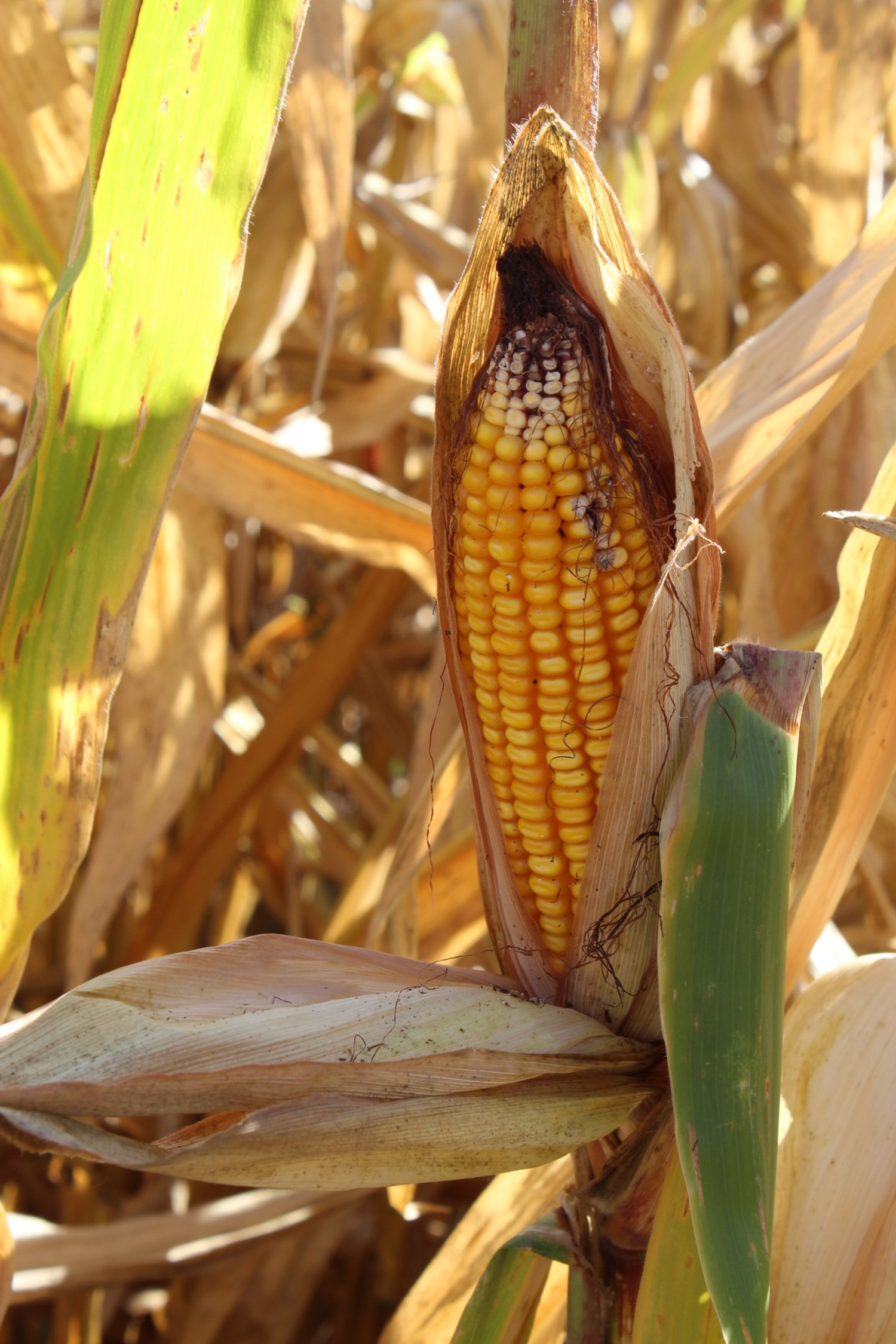 CORN.jpeg